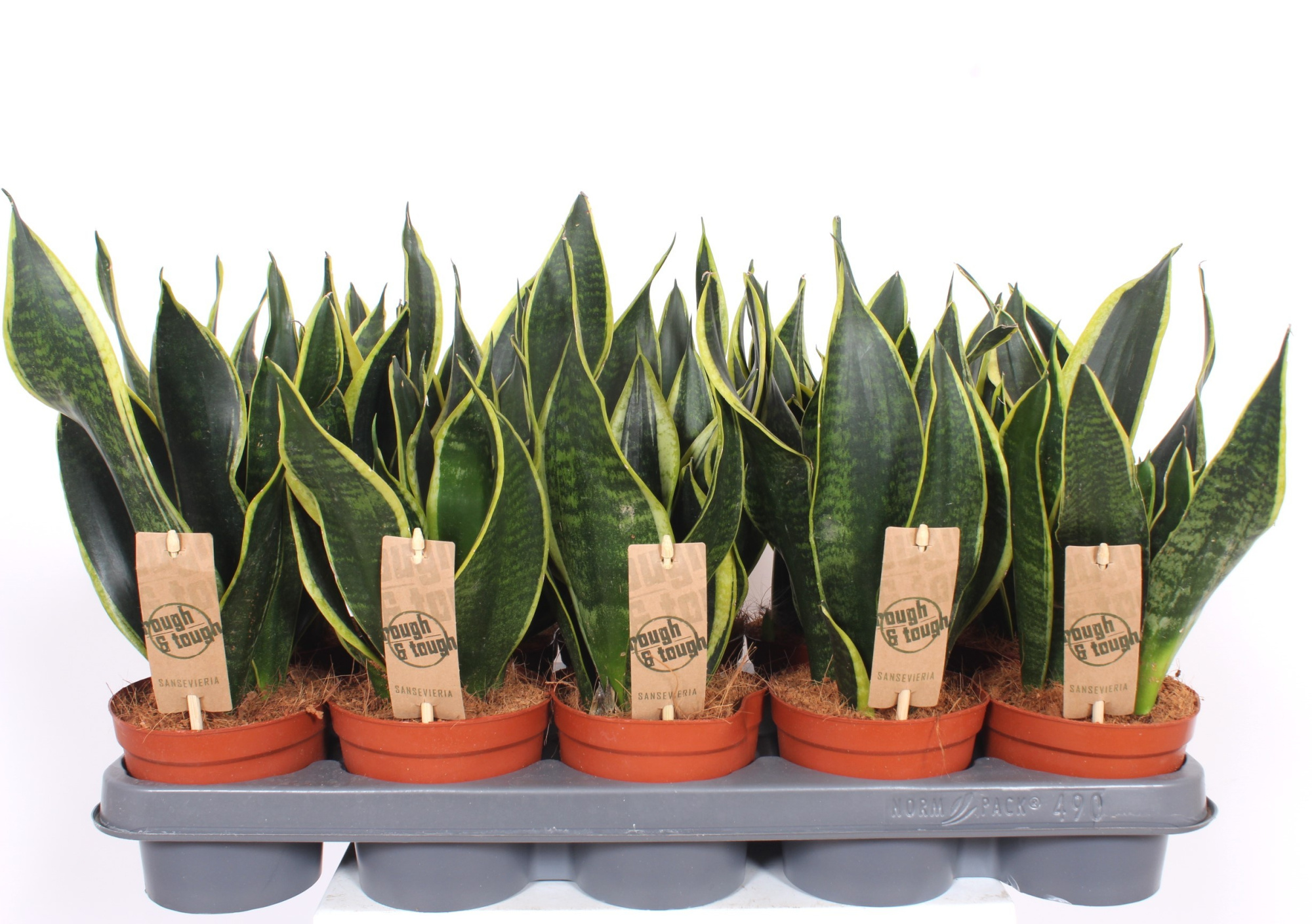 Sansevieria Black Superba, D 12 cm