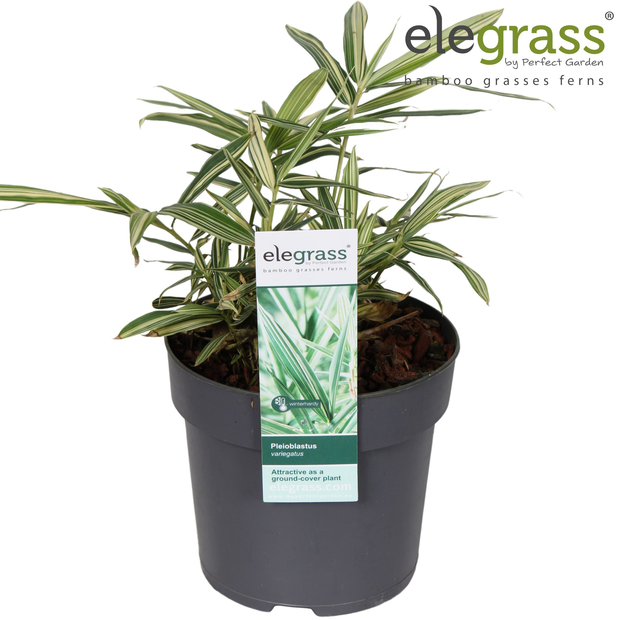 Pleioblastus variegatus P14, D 14