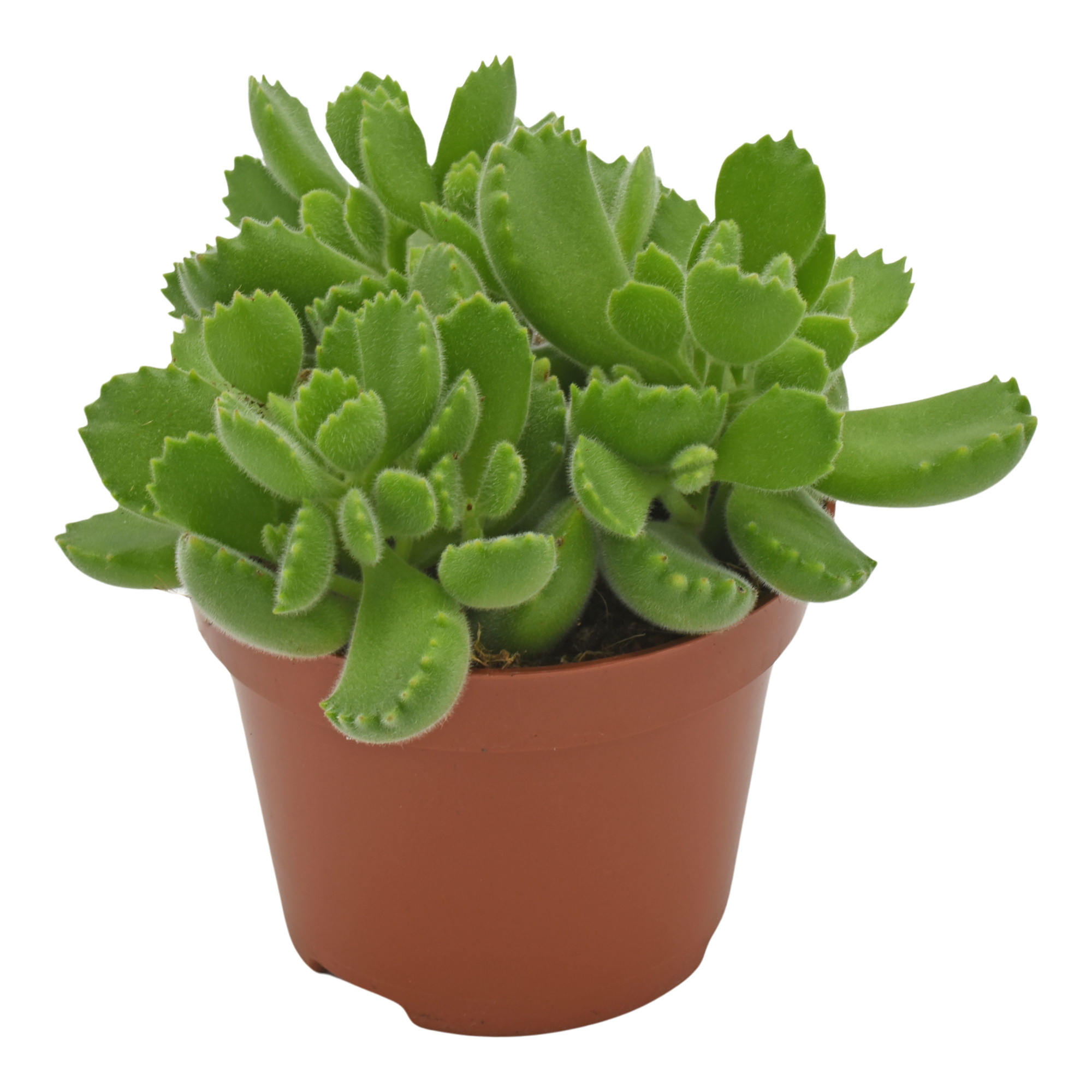 Cotyledon Green Footprint®, D 10,5 cm