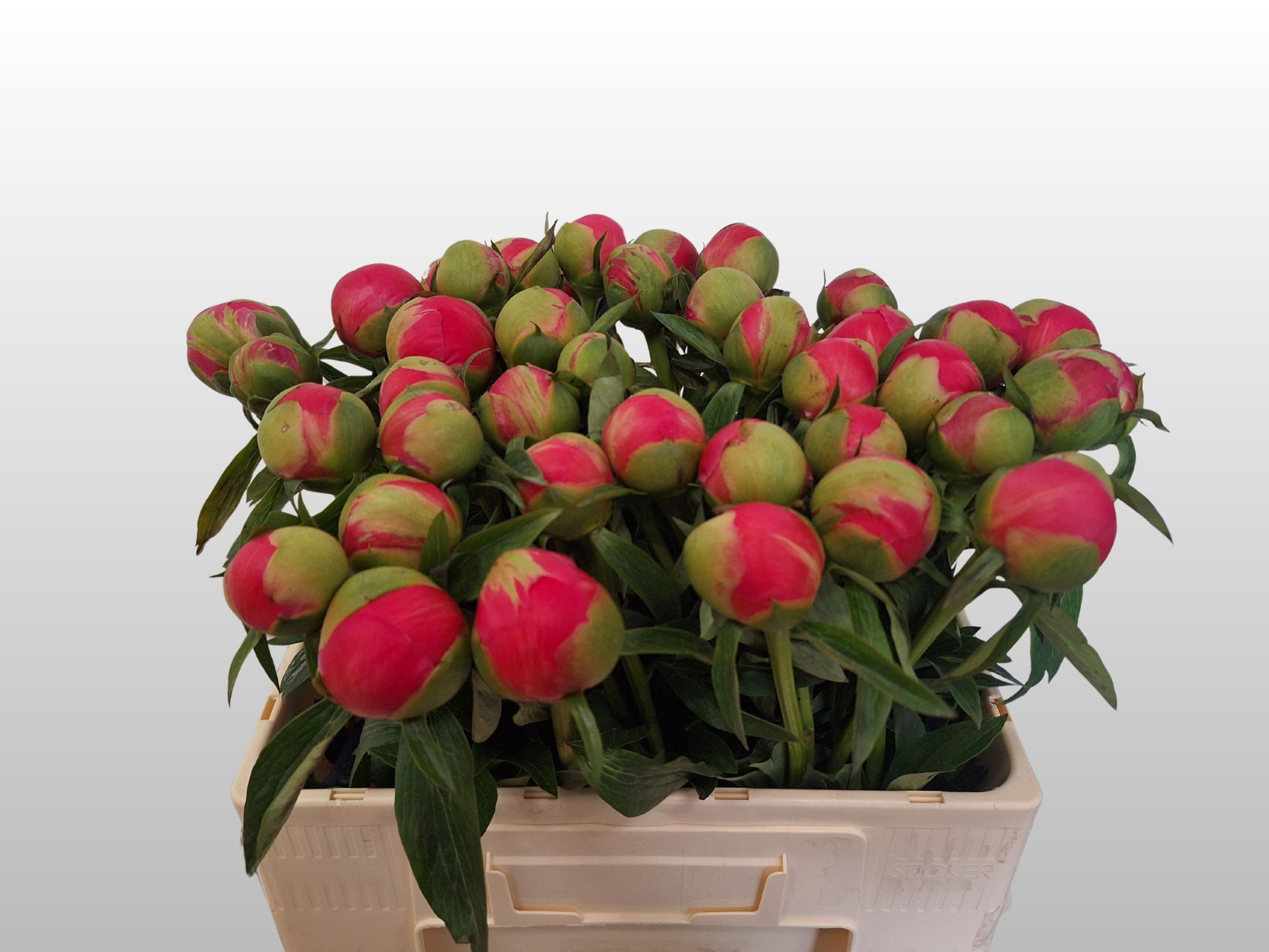 Пион Корал Шарм 55, шт.