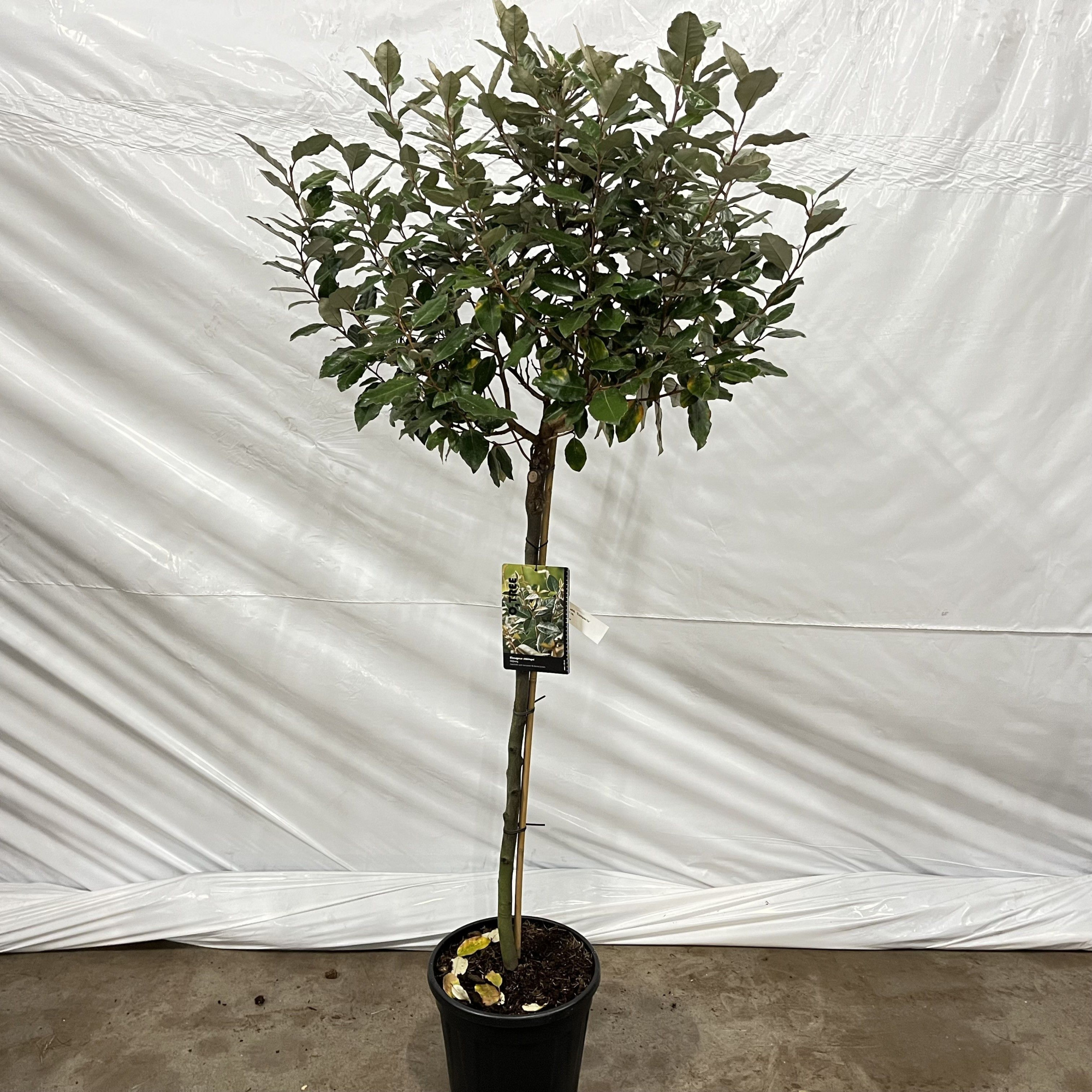 Elaeagnus ebbingei 'Compacta' --stam 90 cm, D 32 cm