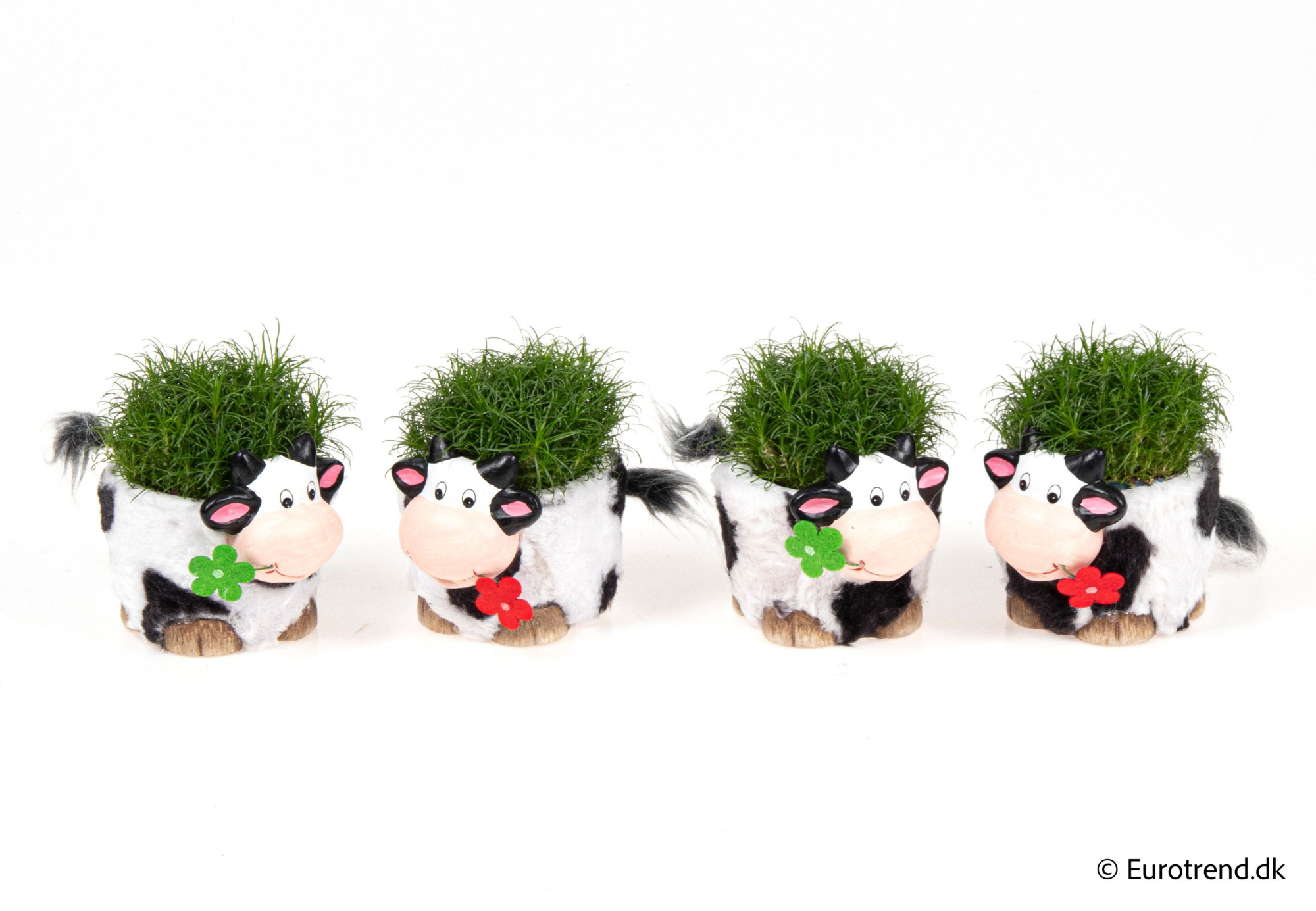 Sagina in ceramic cat - Spring, Summer & Autumn 2025, D 6 cm