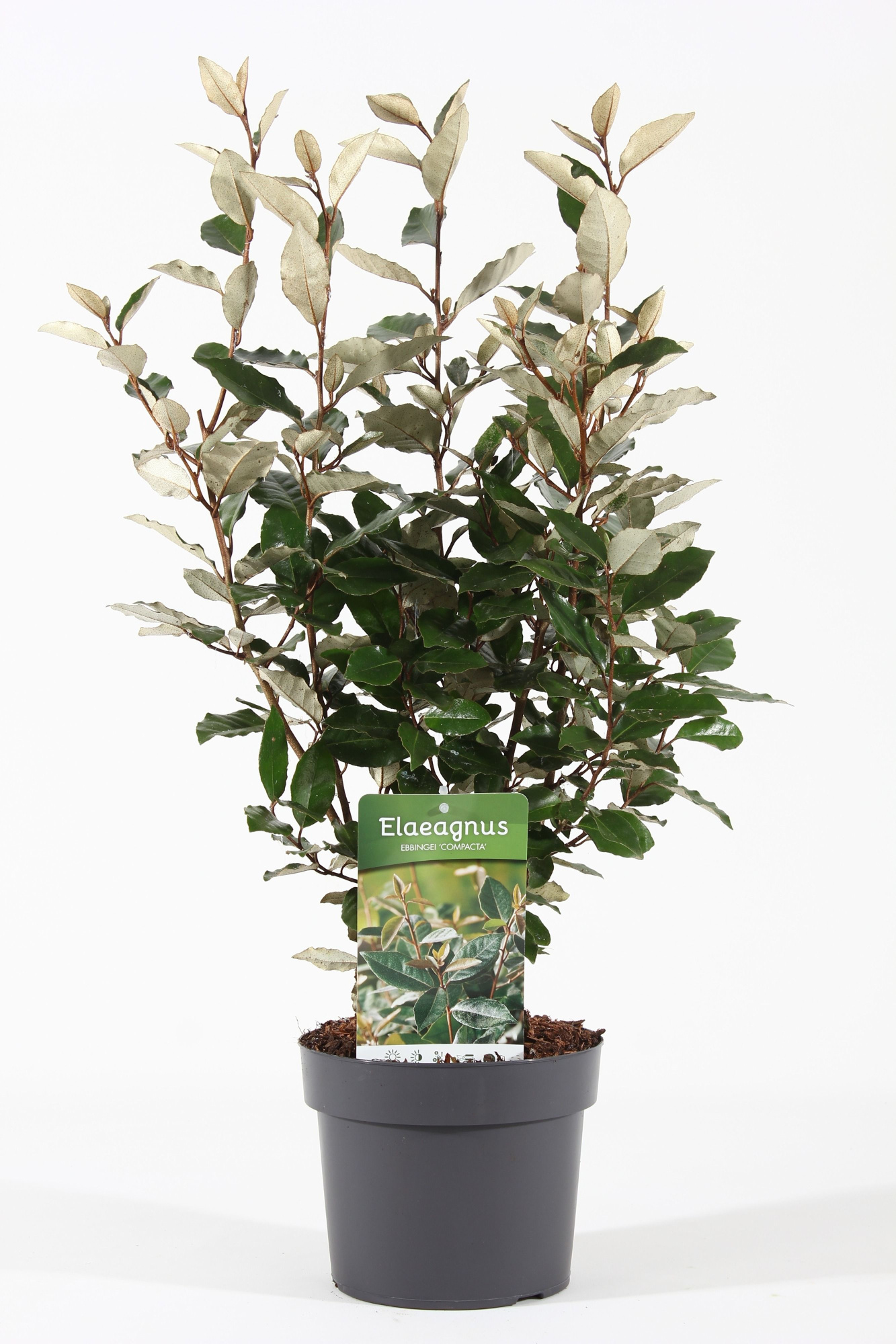 Elaeagnus ebb. 'Compacta' P19/C3, D 19 cm