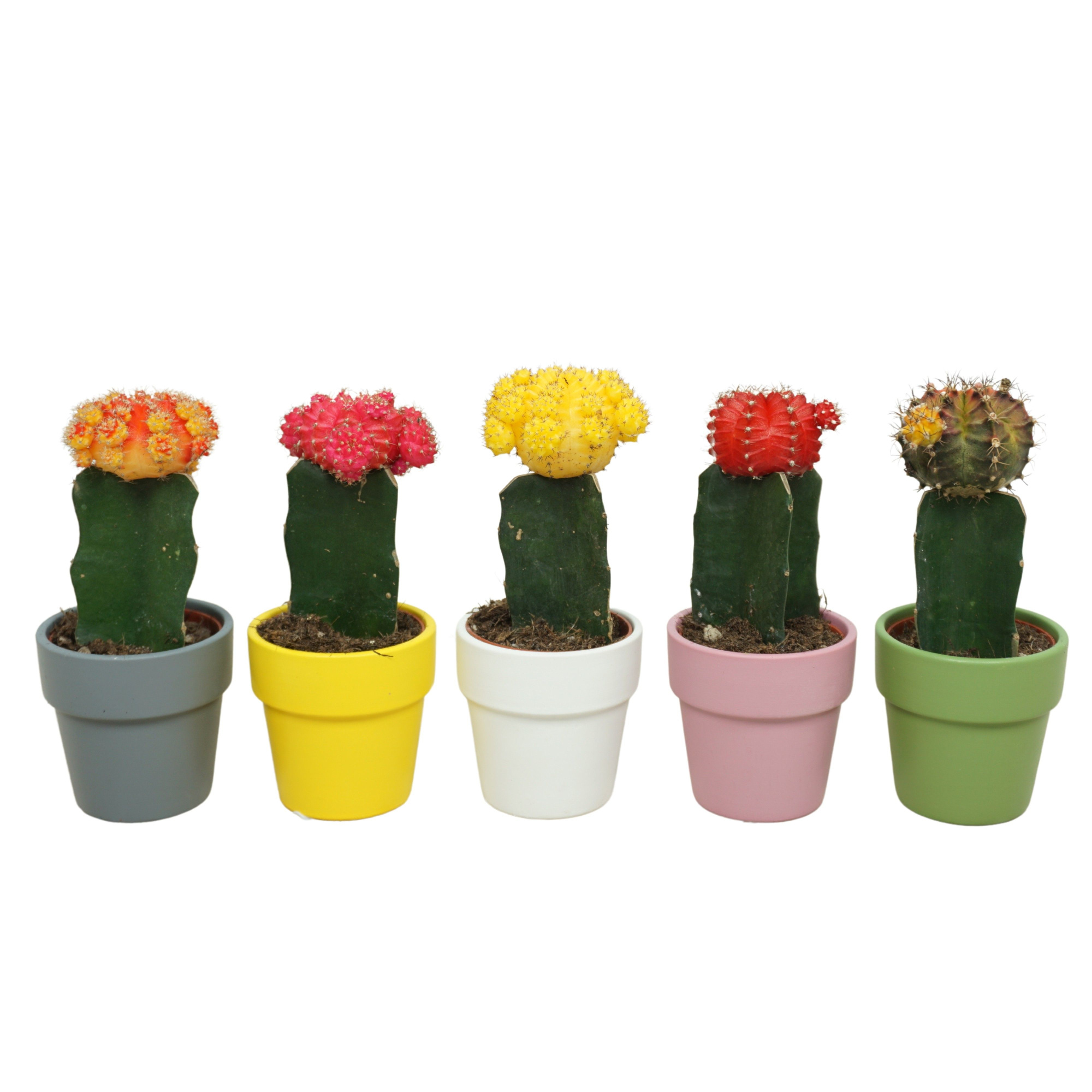 Gymnocalycium geënt mix in 6 cm 'Durango Kraagpot', D 5,5 cm