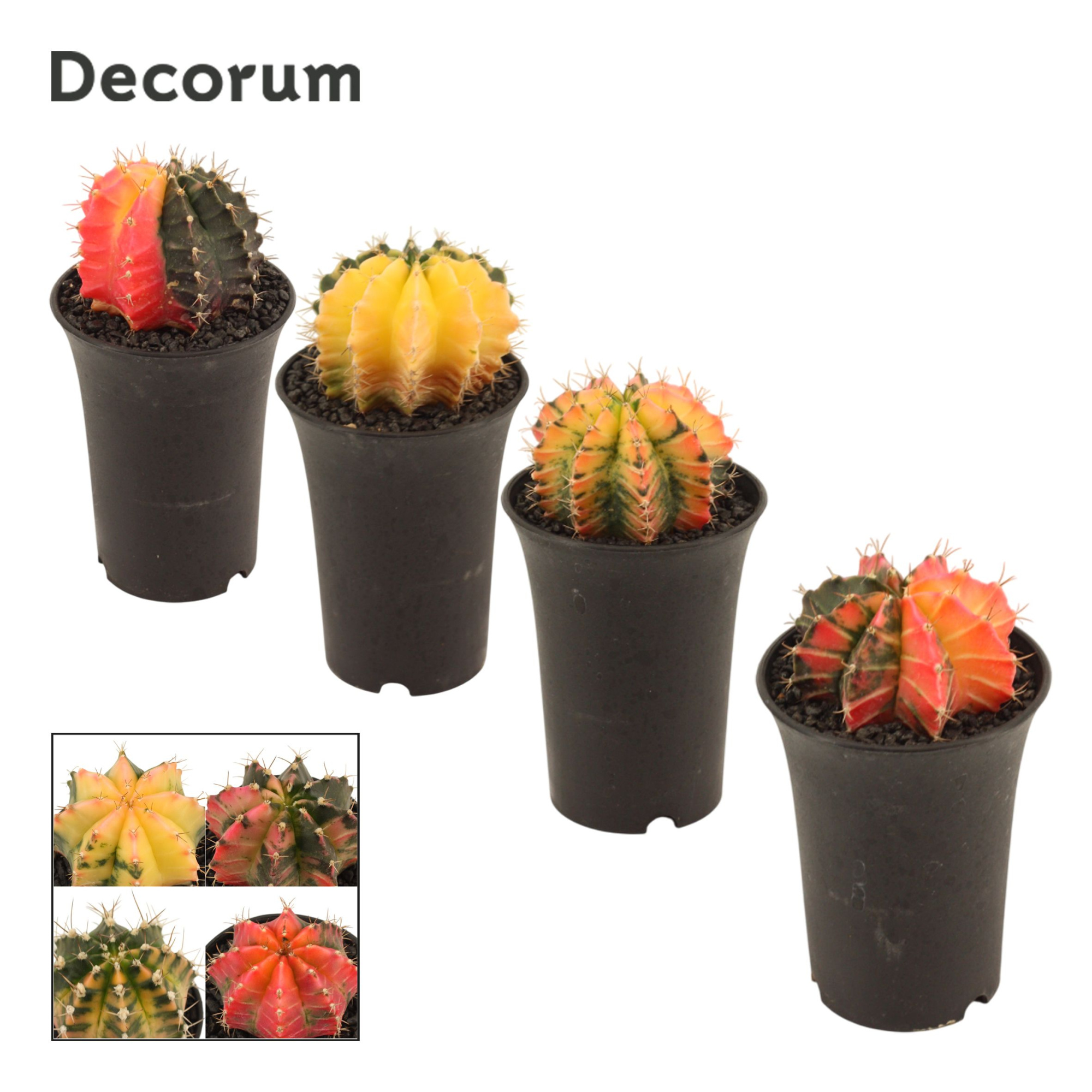 Gymnocalycium cactus variegated mix 9 cm (Decorum), D 9 cm