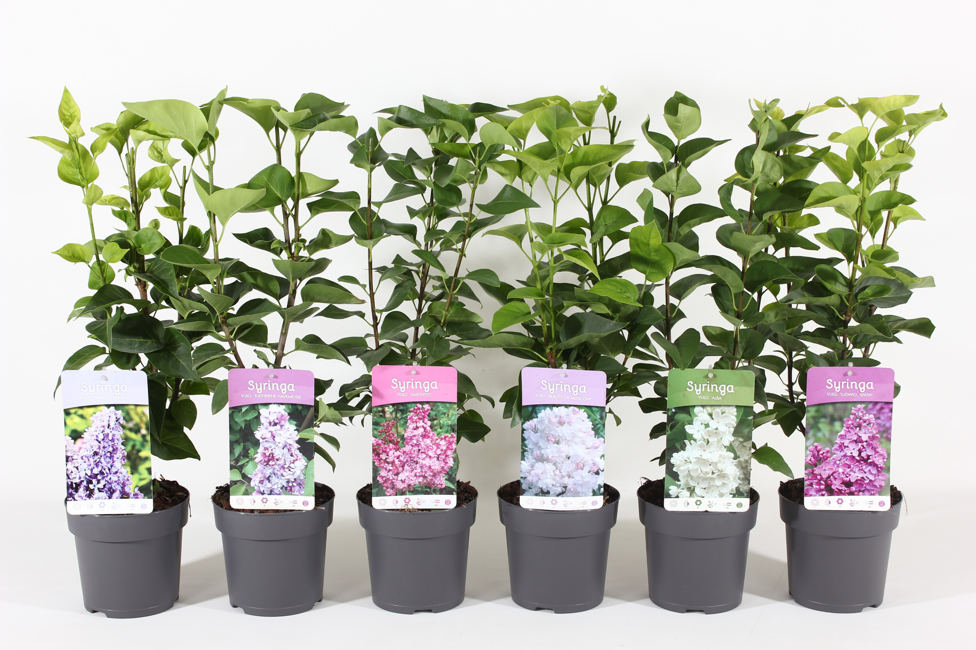 Syringa vulg. mix P15, D 15 cm