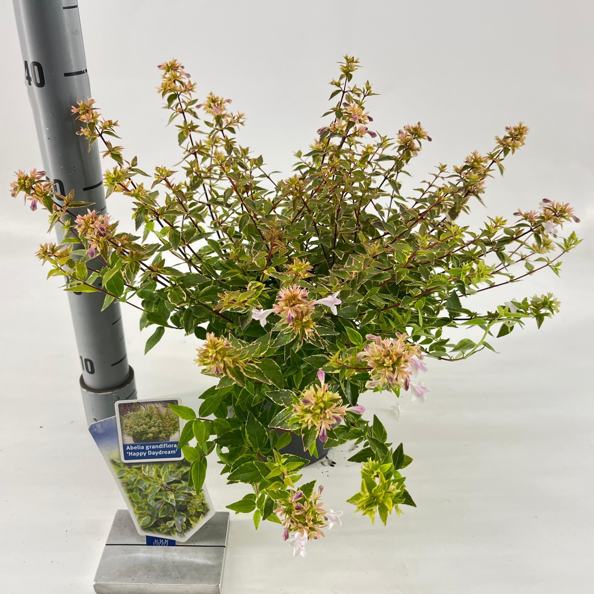 Abelia grandiflora 'Happy Daydream'® PBR, D 17 cm