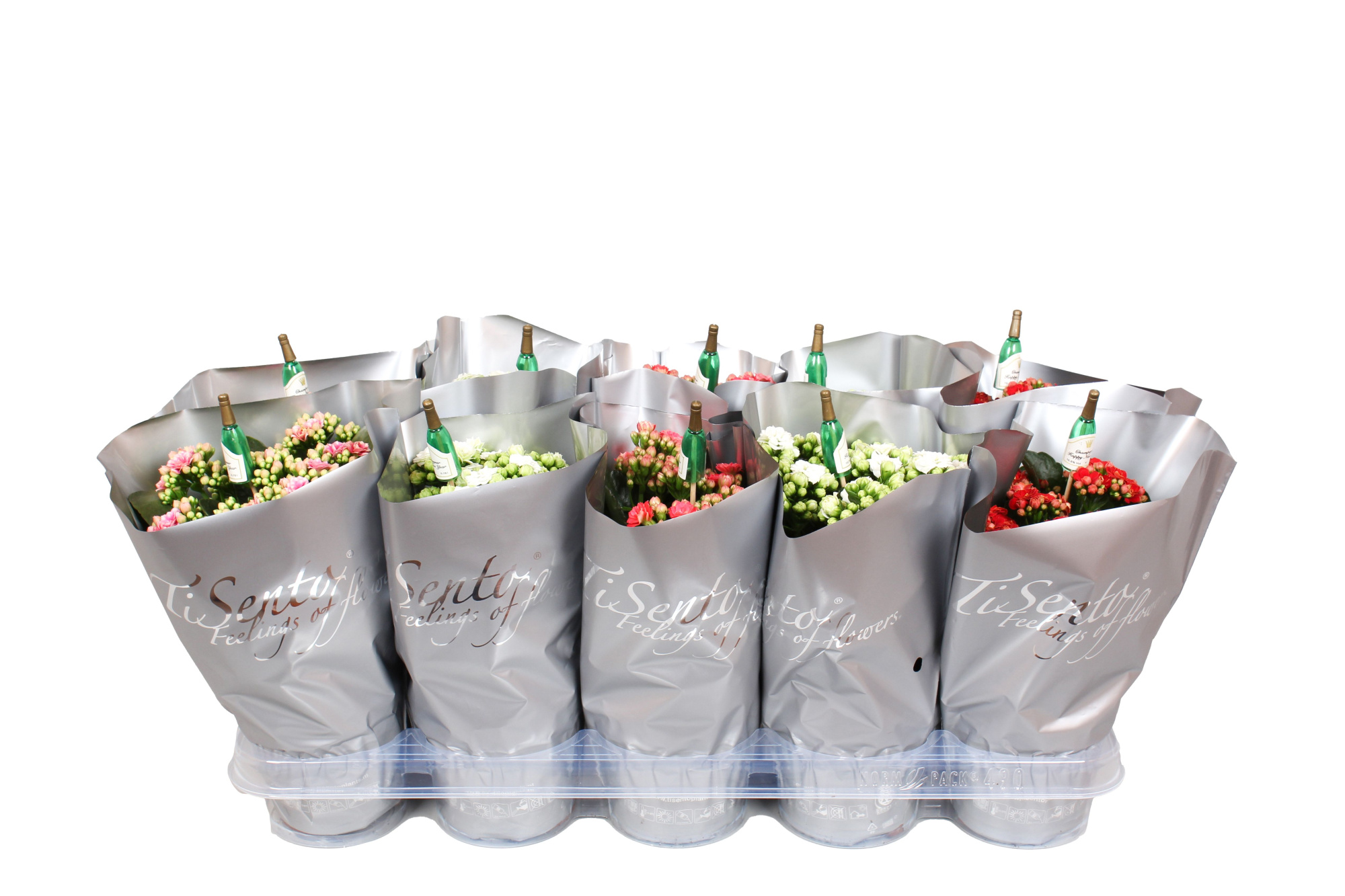 Silvester Calandiva 12 cm Mix in Zilver + Bijsteker Champagne, D 12