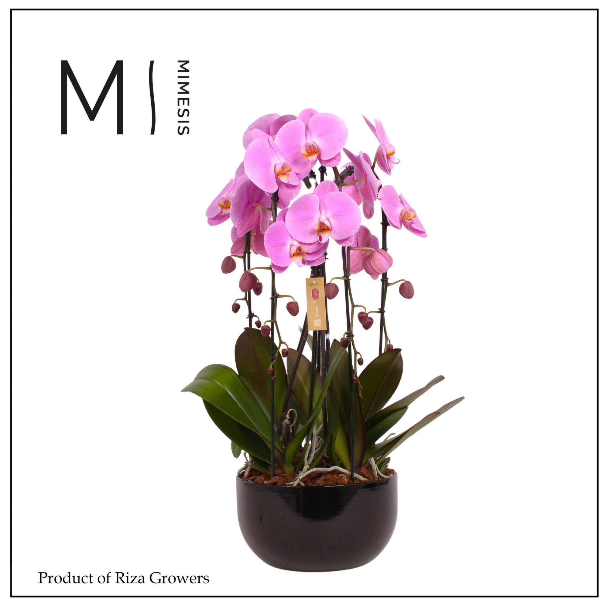Mimesis Phal. Arrangement Crown Pink - 4 spike 26cm in Saskia Black Ceramic, D 26 cm