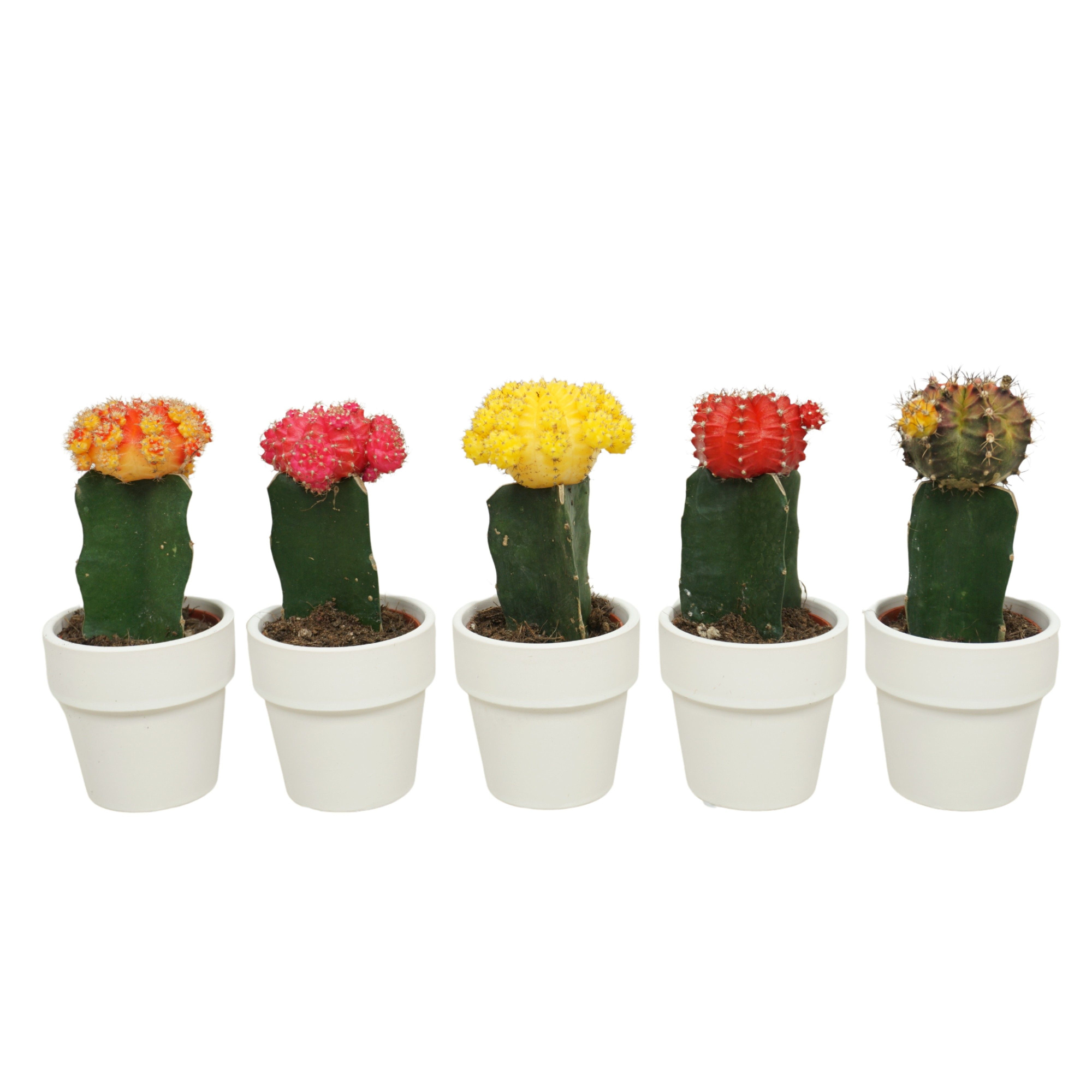 Gymnocalycium geënt mix in 6 cm 'Wit Kraagpotje', D 5,5