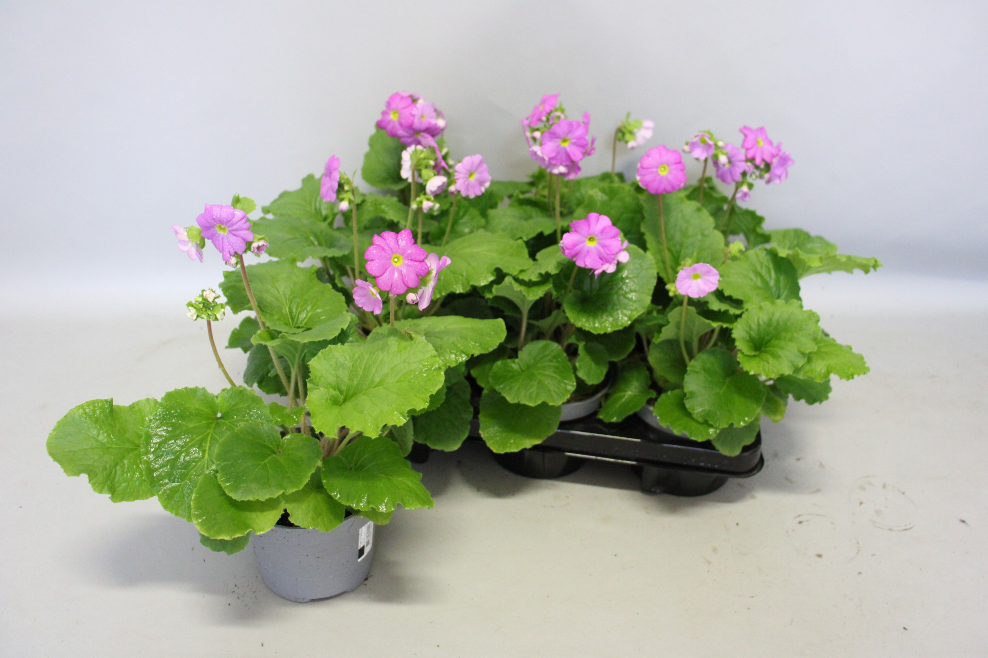 Primula obconica 13cm Rose, D 13