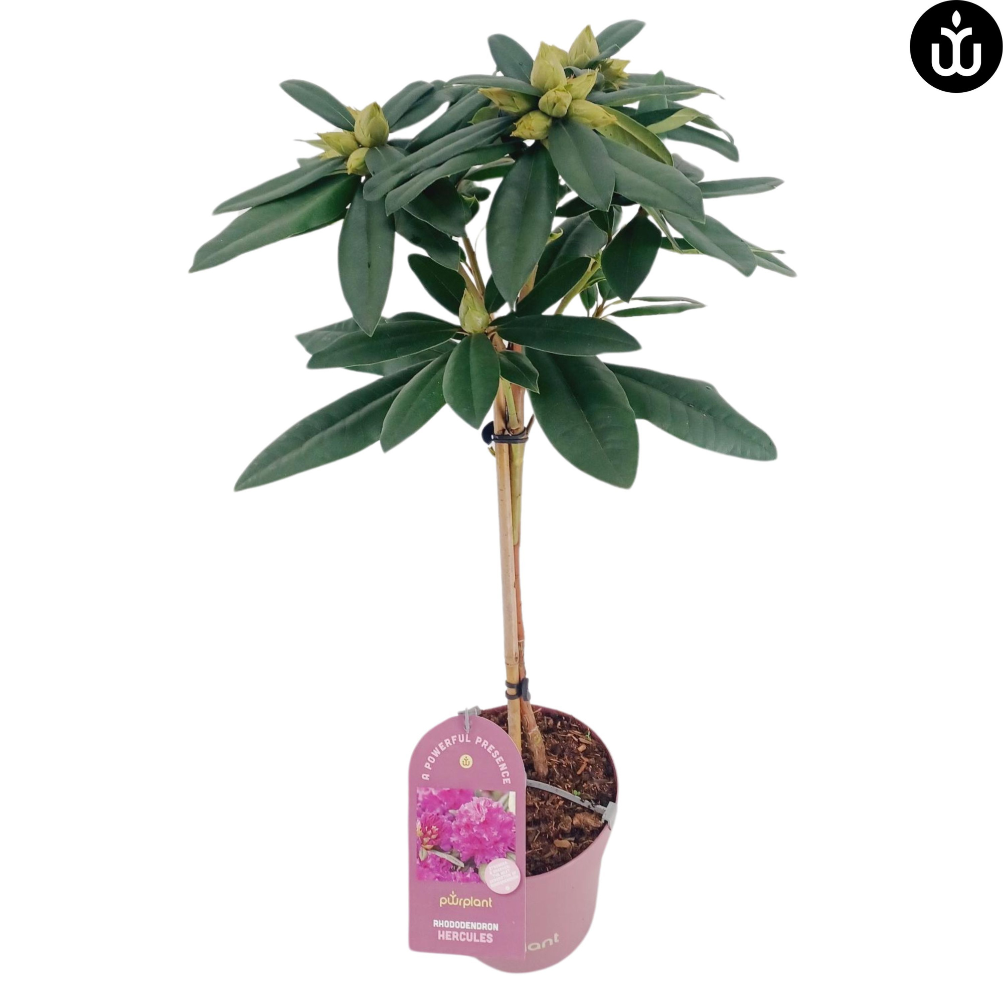 Rhododendron stam C3 'Hercules', D 19 cm