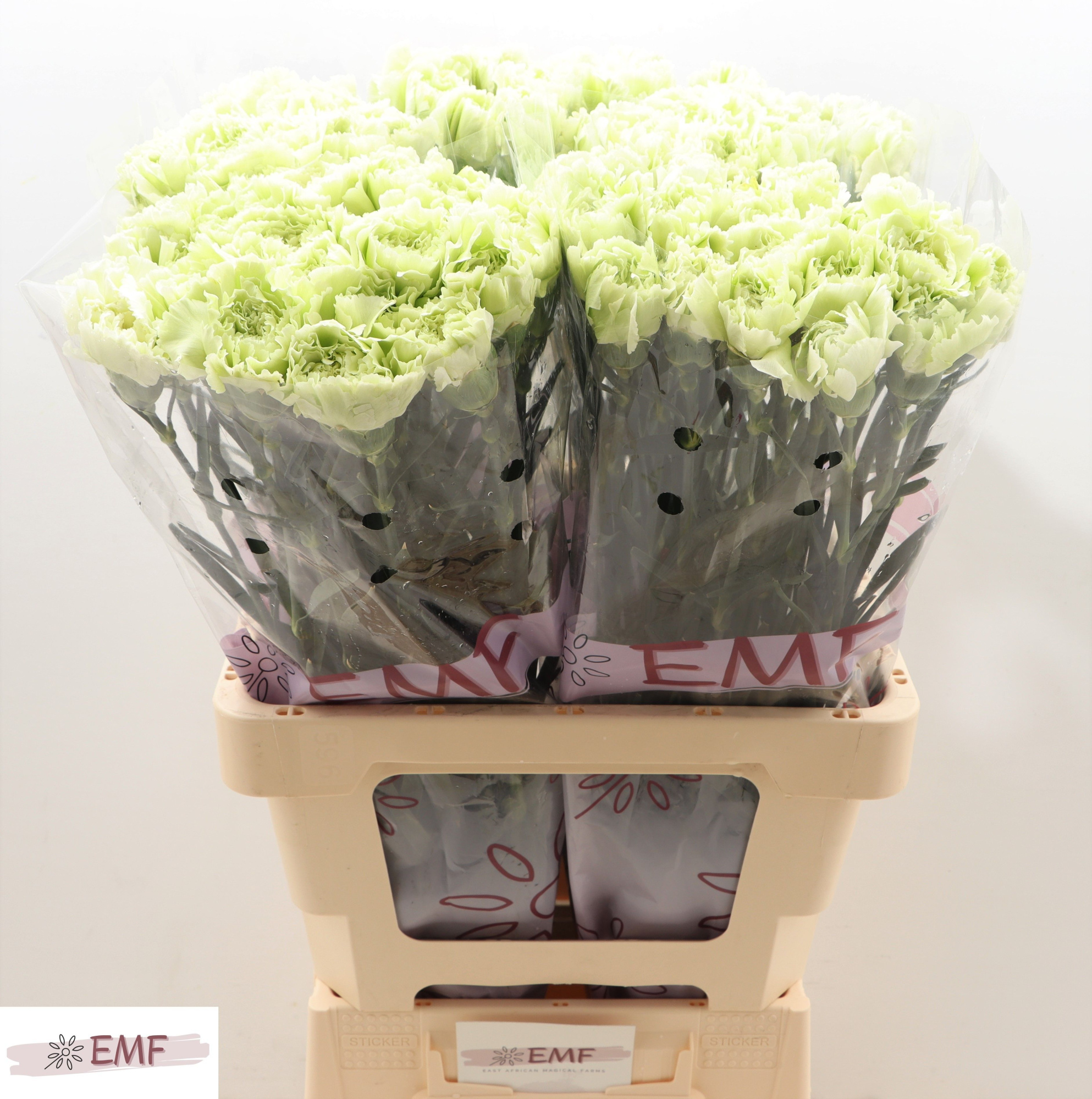 Диантус од. Прадо Минт, шт.