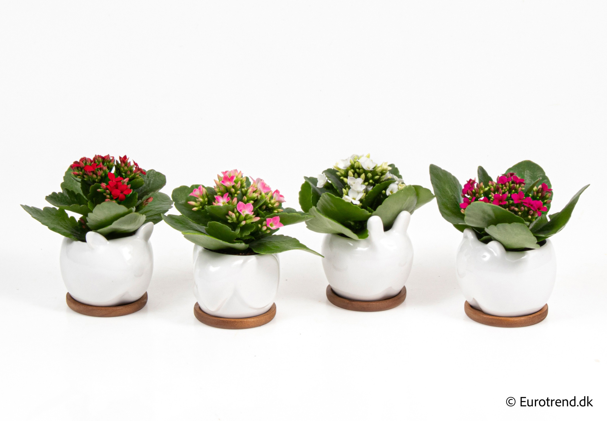 Kalanchoe in New Look ceramic 2026, D 6