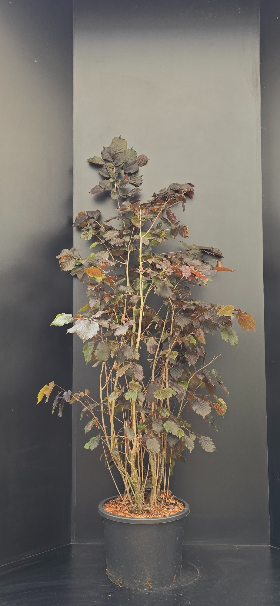 Corylus maxima 'Purpurea', D 38 cm