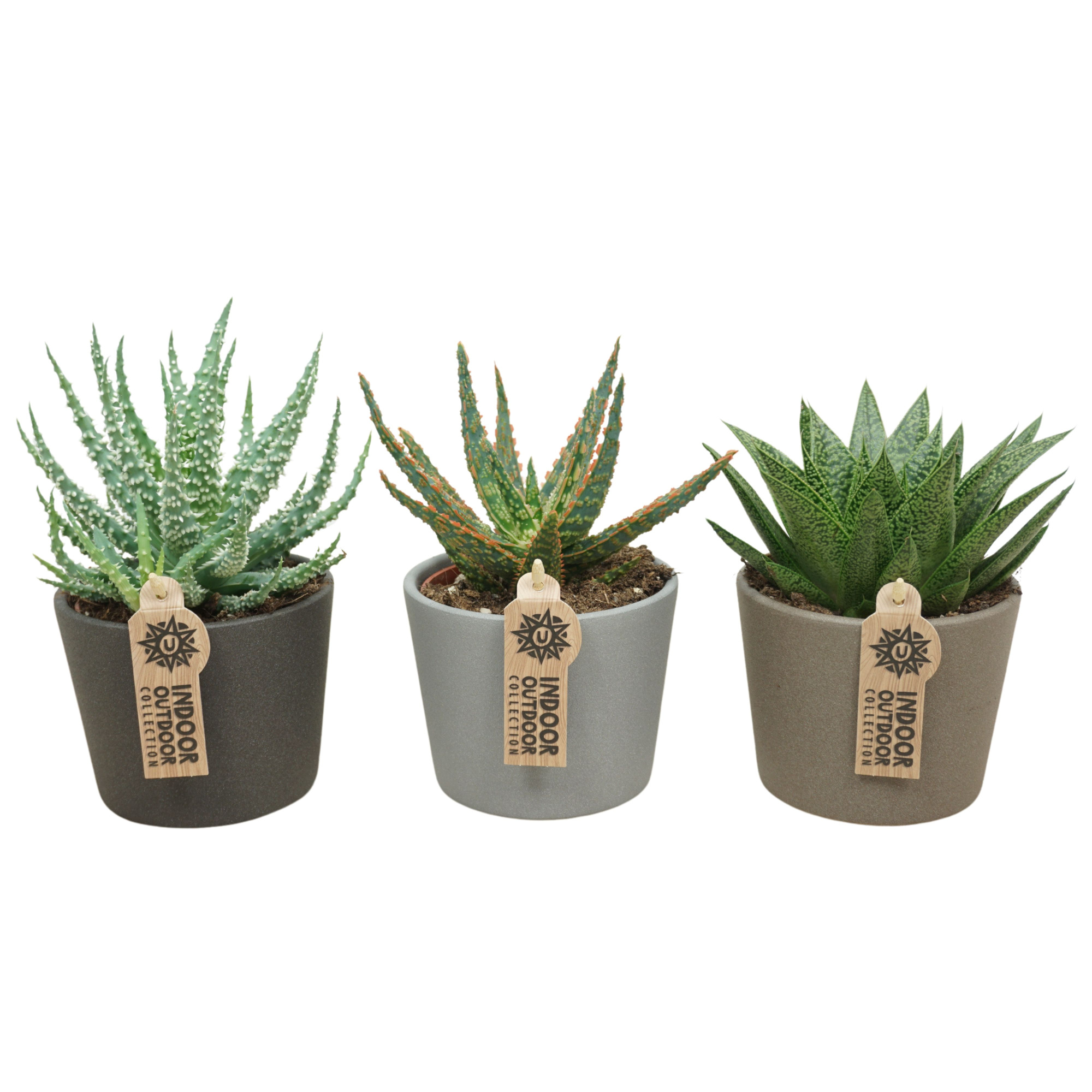 Aloë-Haworthia mix in 12 cm keramiek (3 assorti), D 10,5 cm