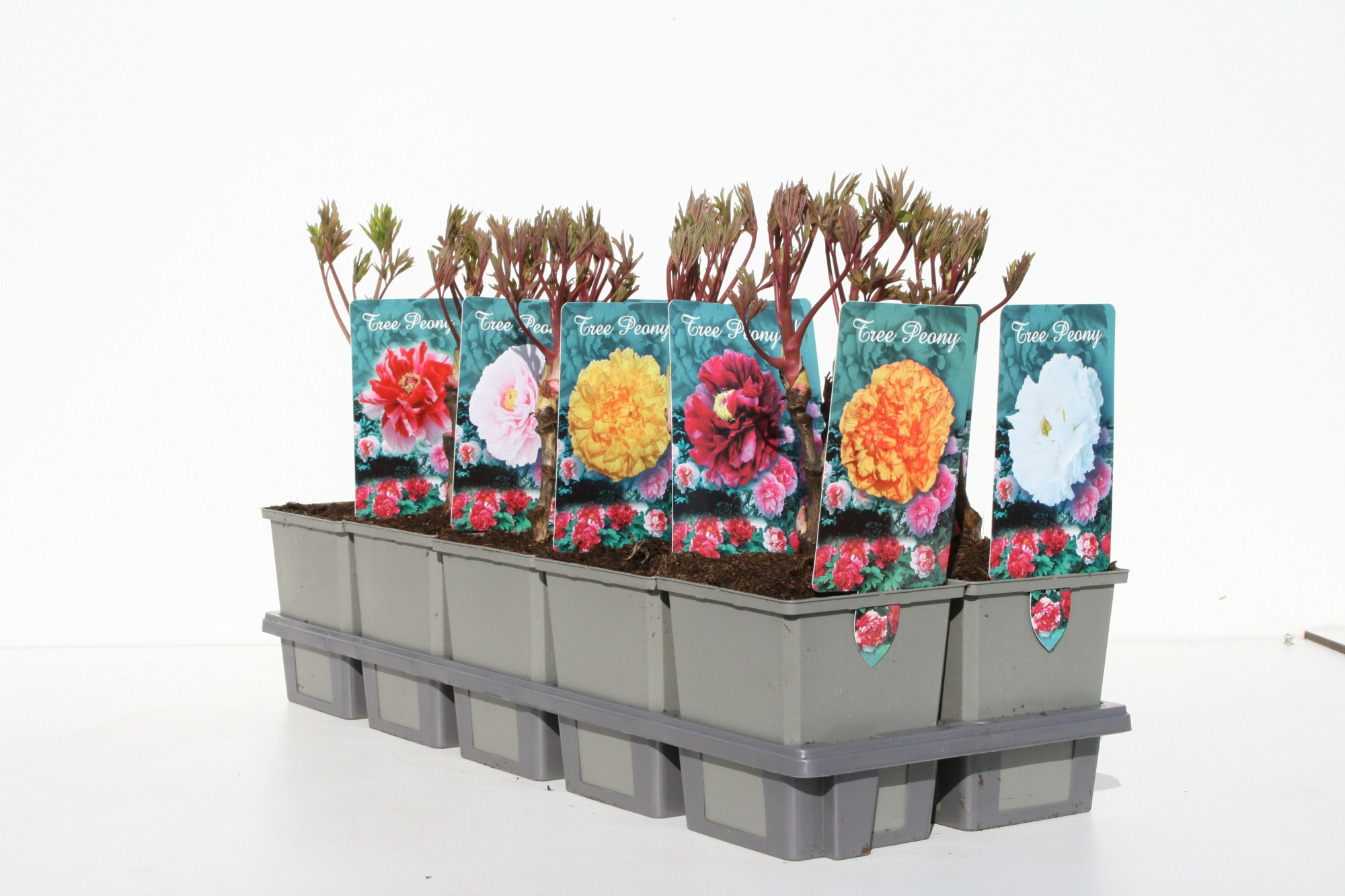 Paeonia Suffruticosa P11 1 jarige, D 11