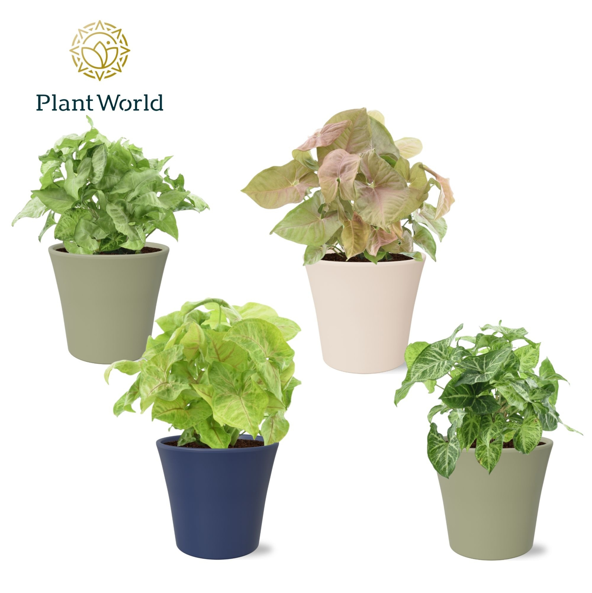 Syngonium mix in pot Coco collectie Top Blend, D 14 cm