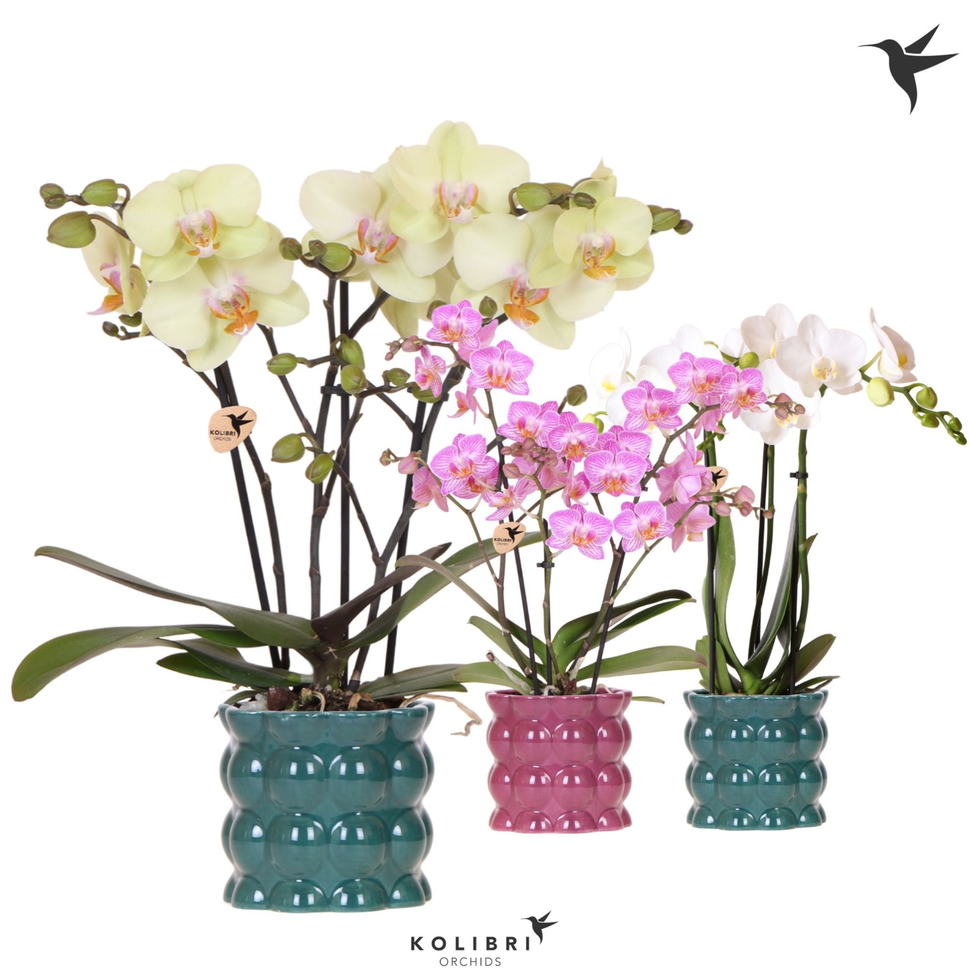 Kolibri Orchids Phalaenopsis mix 3 spike in Cotton pot green mix, D 9