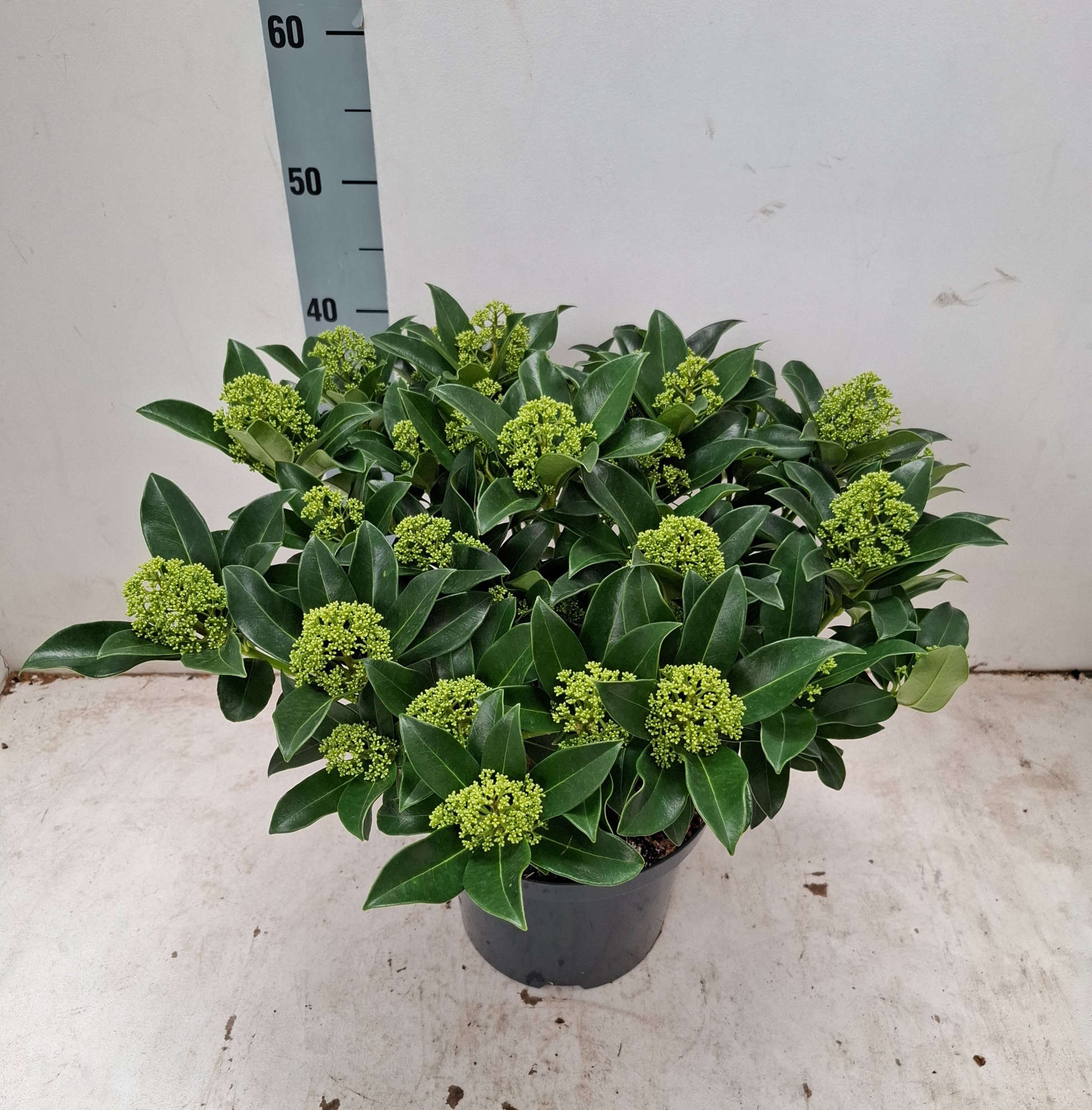 White Globe 23cm 35+ bloem, D 23 cm