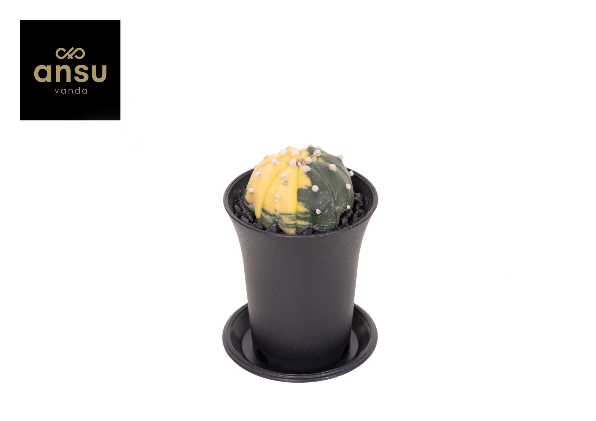 Astrophytum Asterias Variegated, D 7,5 cm