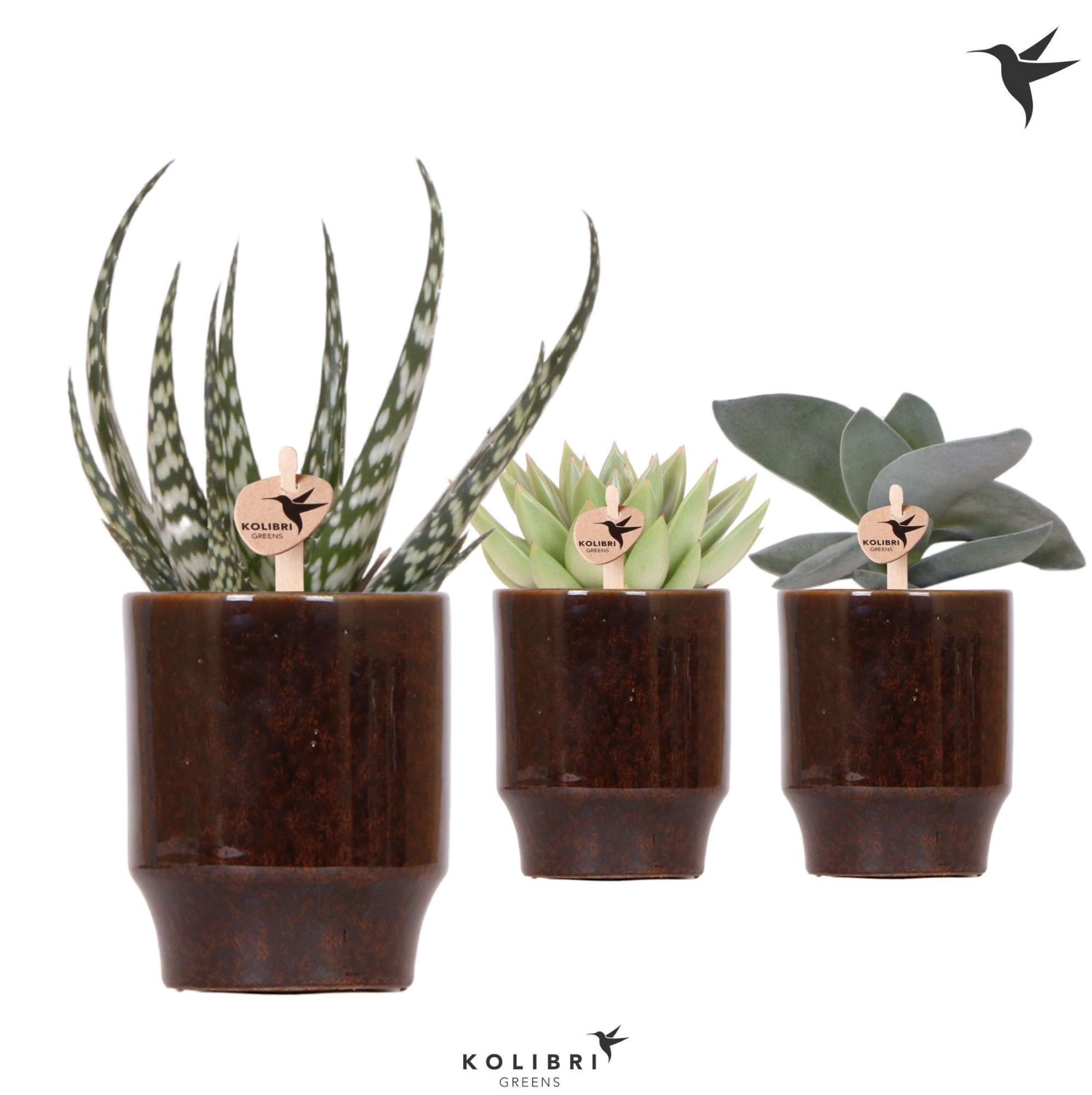 Kolibri Greens Succulenten mix in Classy pot brown, D 9 cm