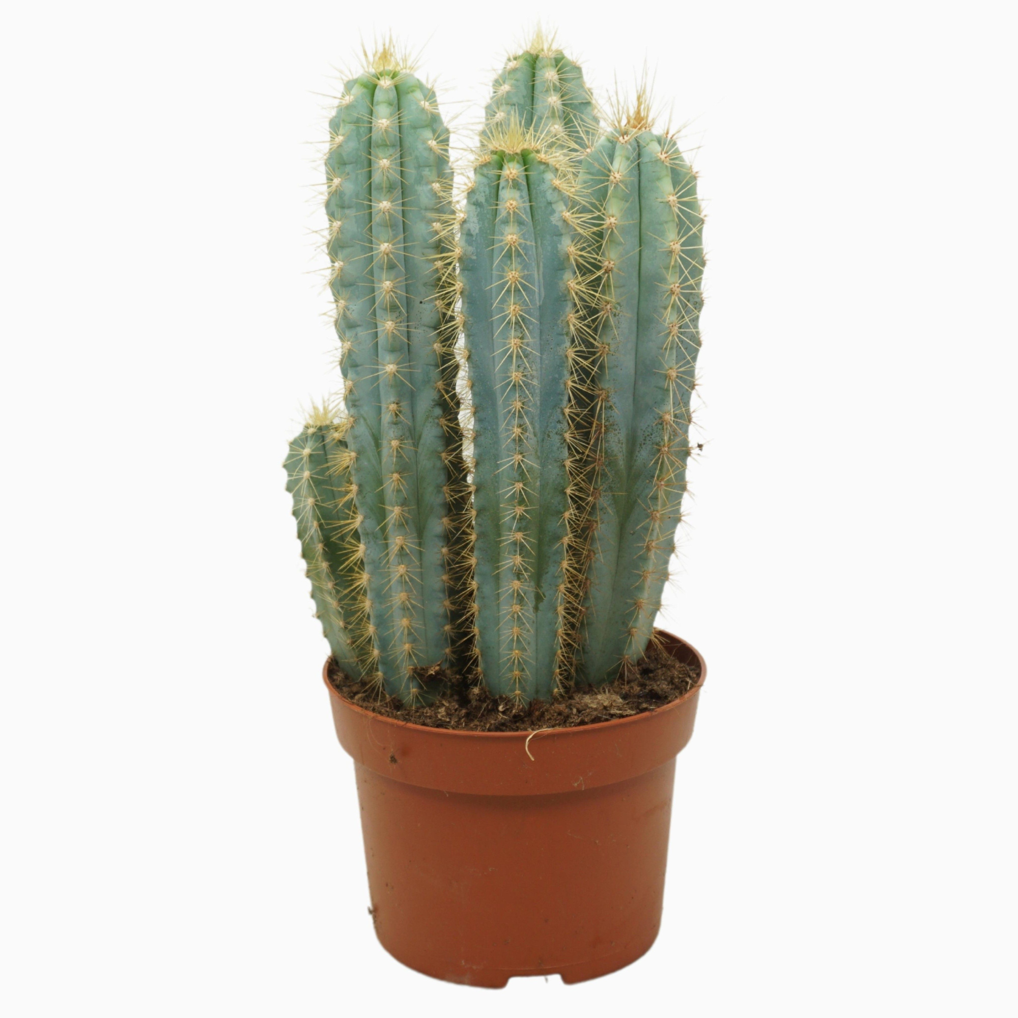 Pilosocereus azureus 13 cm, D 13 cm