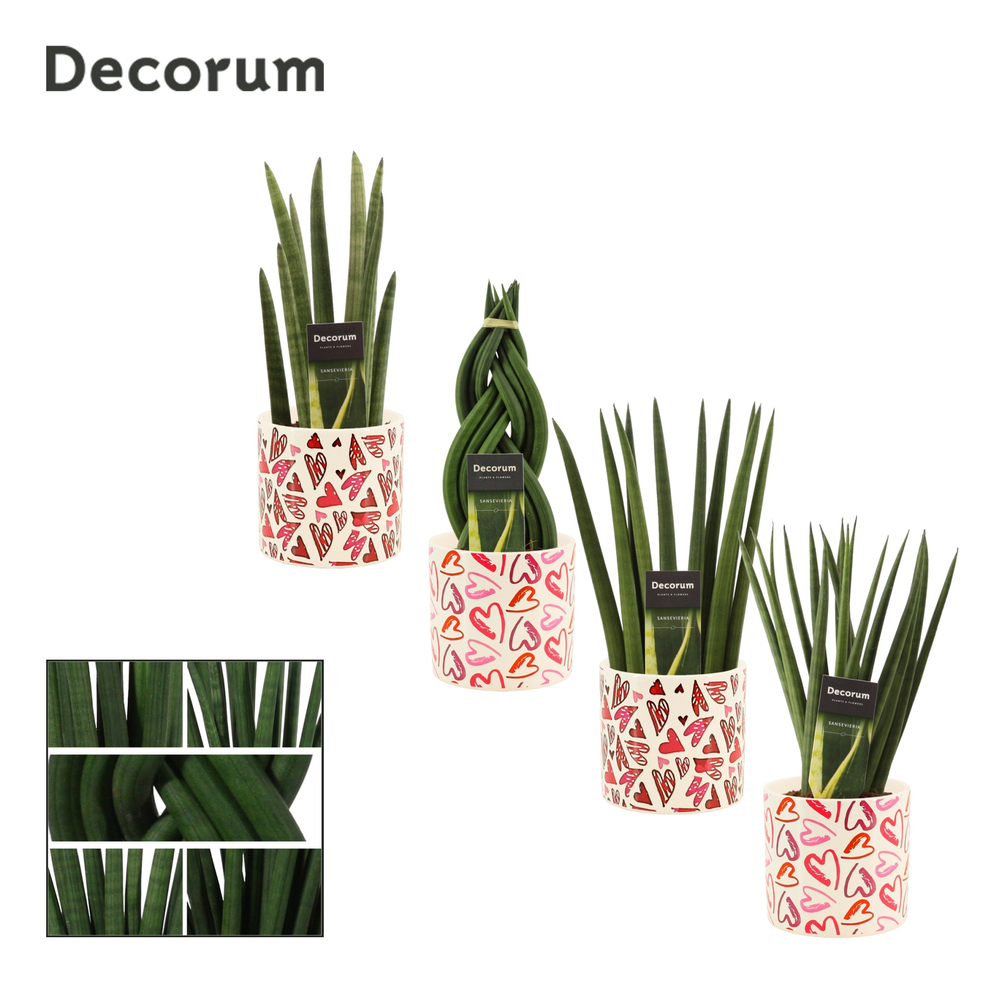 Sansevieria Cylindrica 12 cm Mix in Julia (Deco-collection), D 12