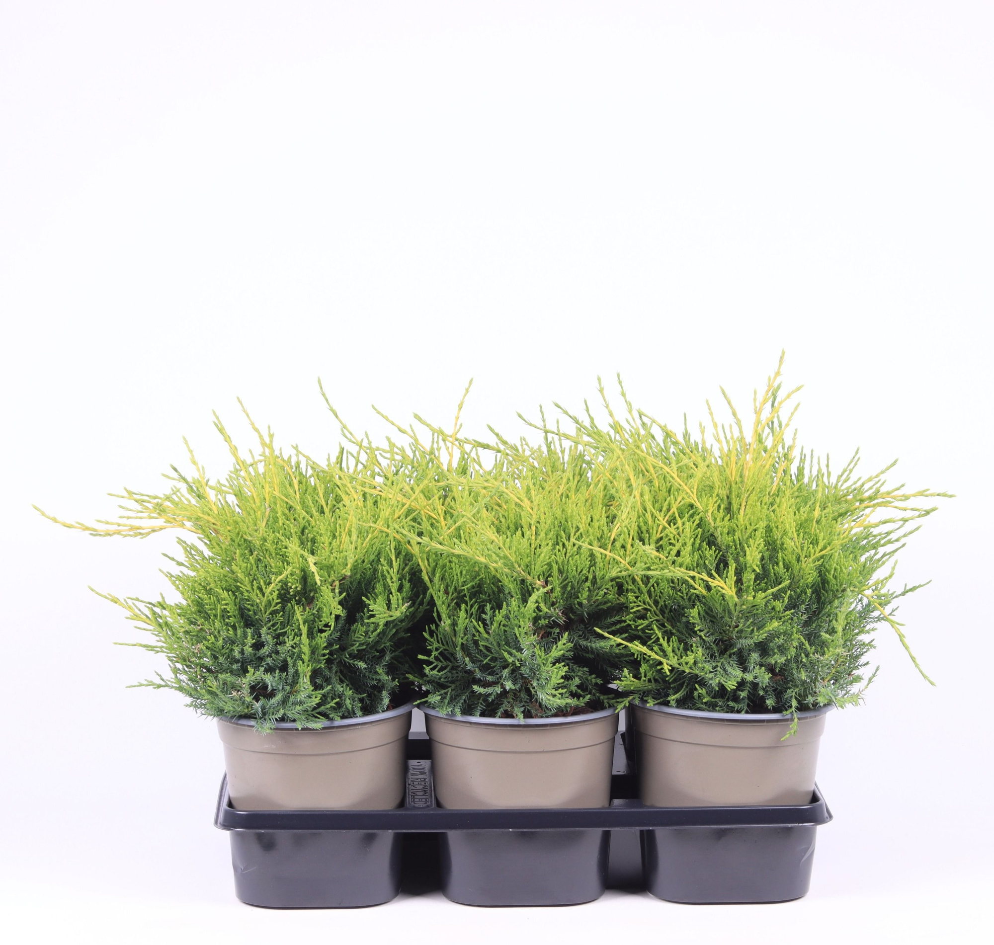 Juniperus x pfitzeriana 'Old Gold', D 15 cm