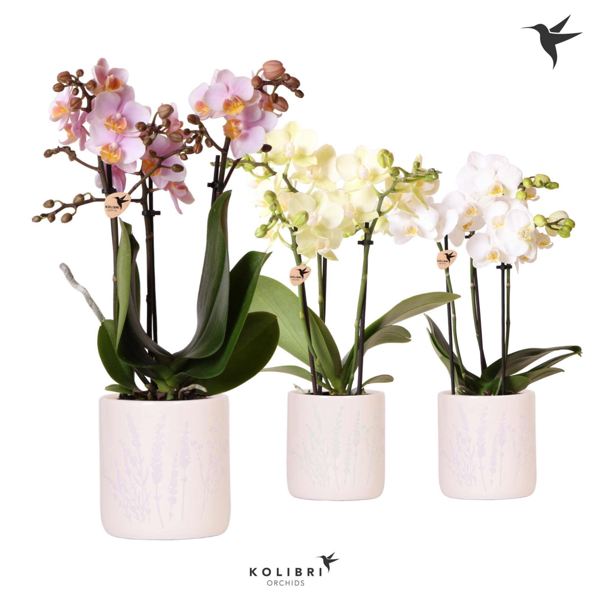 Kolibri Orchids Phalaenopsis mix 3 spike in Floral pot mix, D 9
