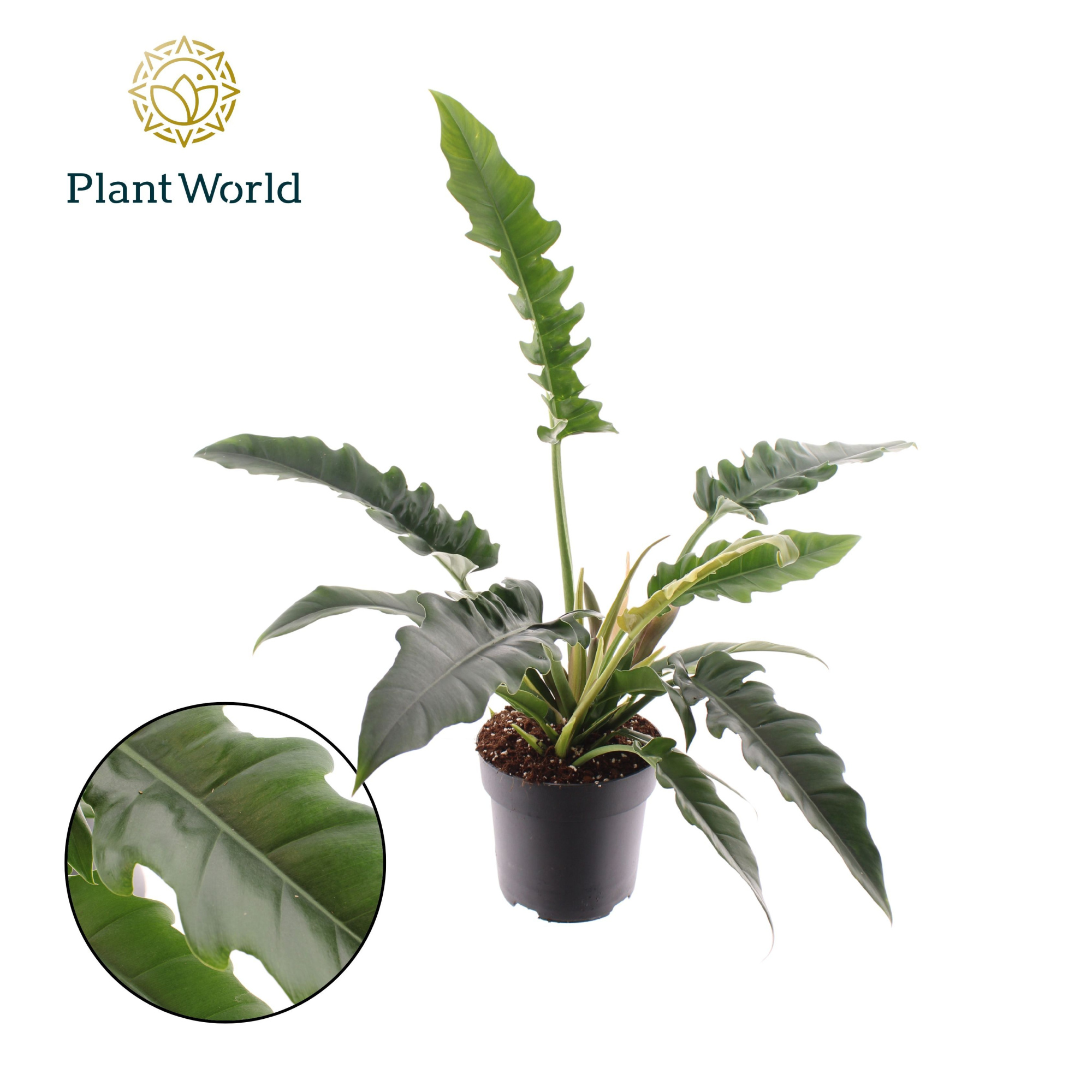 Philodendron Narrow Escape, D 19 cm