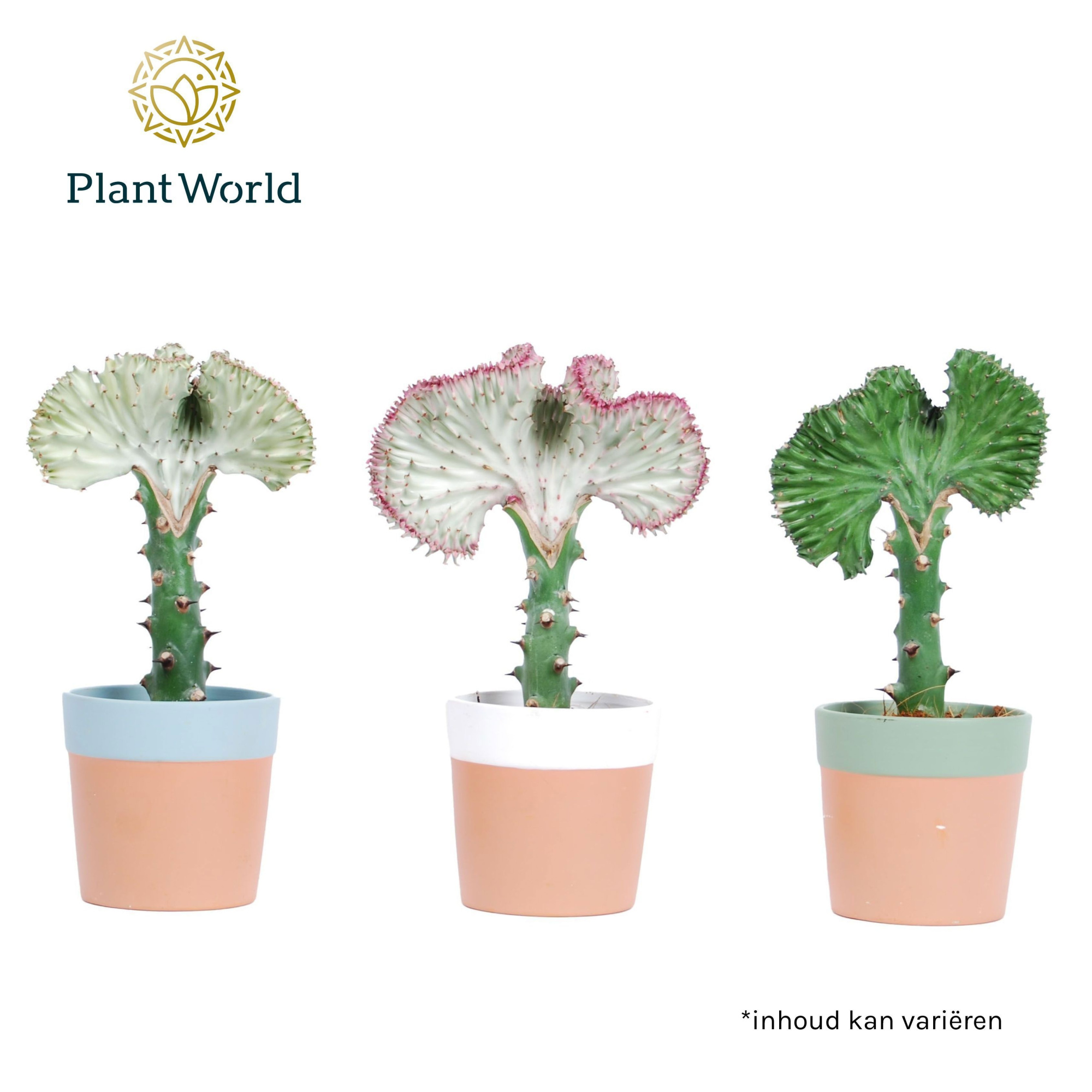 Euphorbia lactea 'Cristata' met keramiek Romy, D 10,5 cm