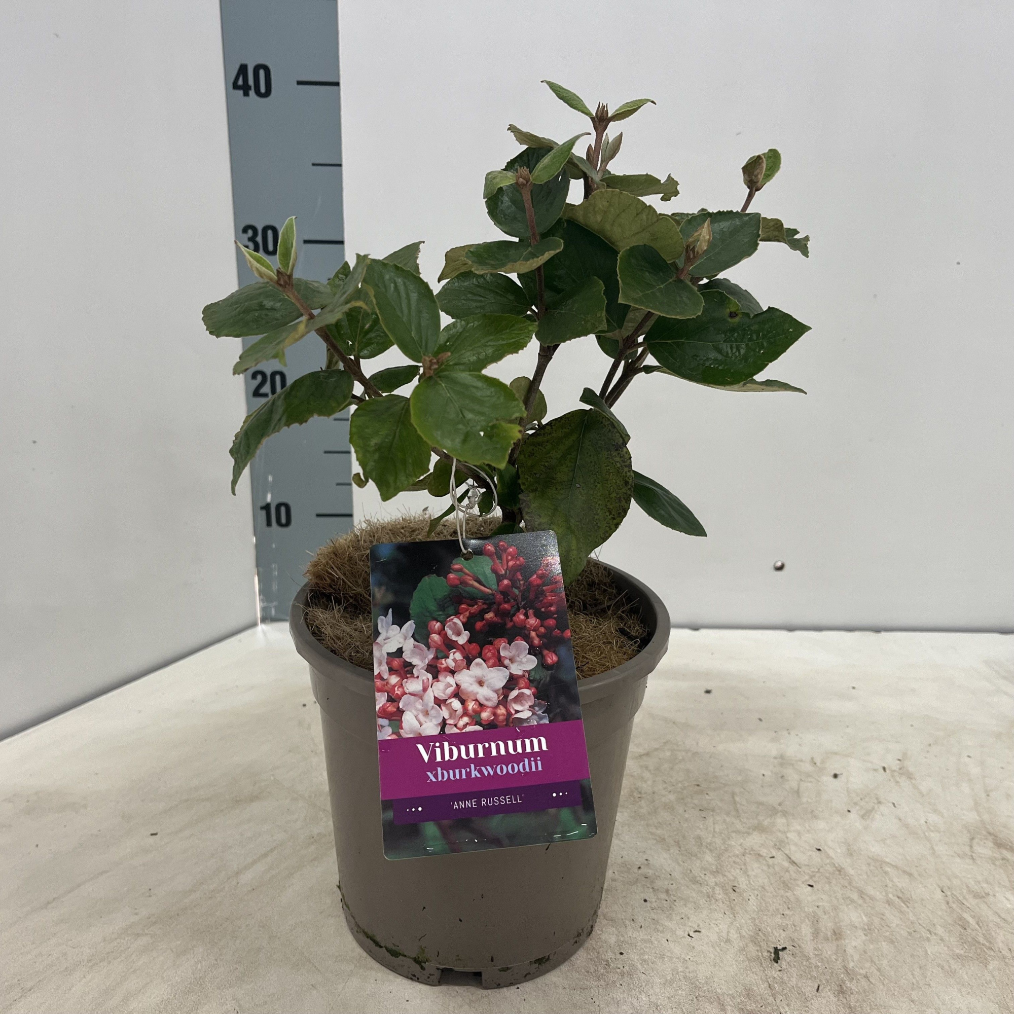 Viburnum burkwoodii 'Anne Russel', D 17 cm