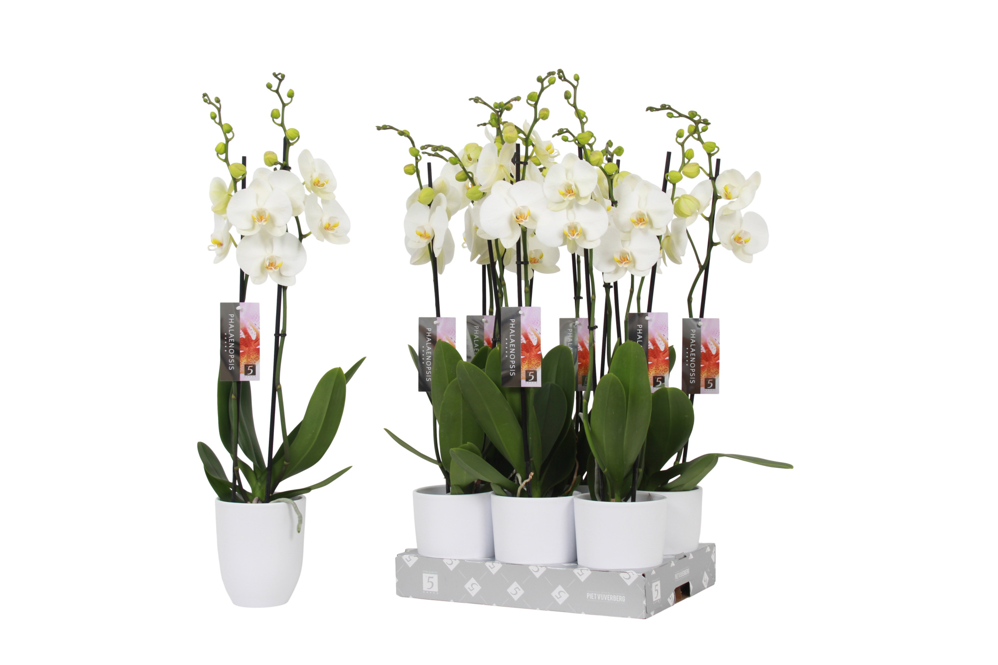Phalaenopsis White, 2-spike White Ceramics, D 12