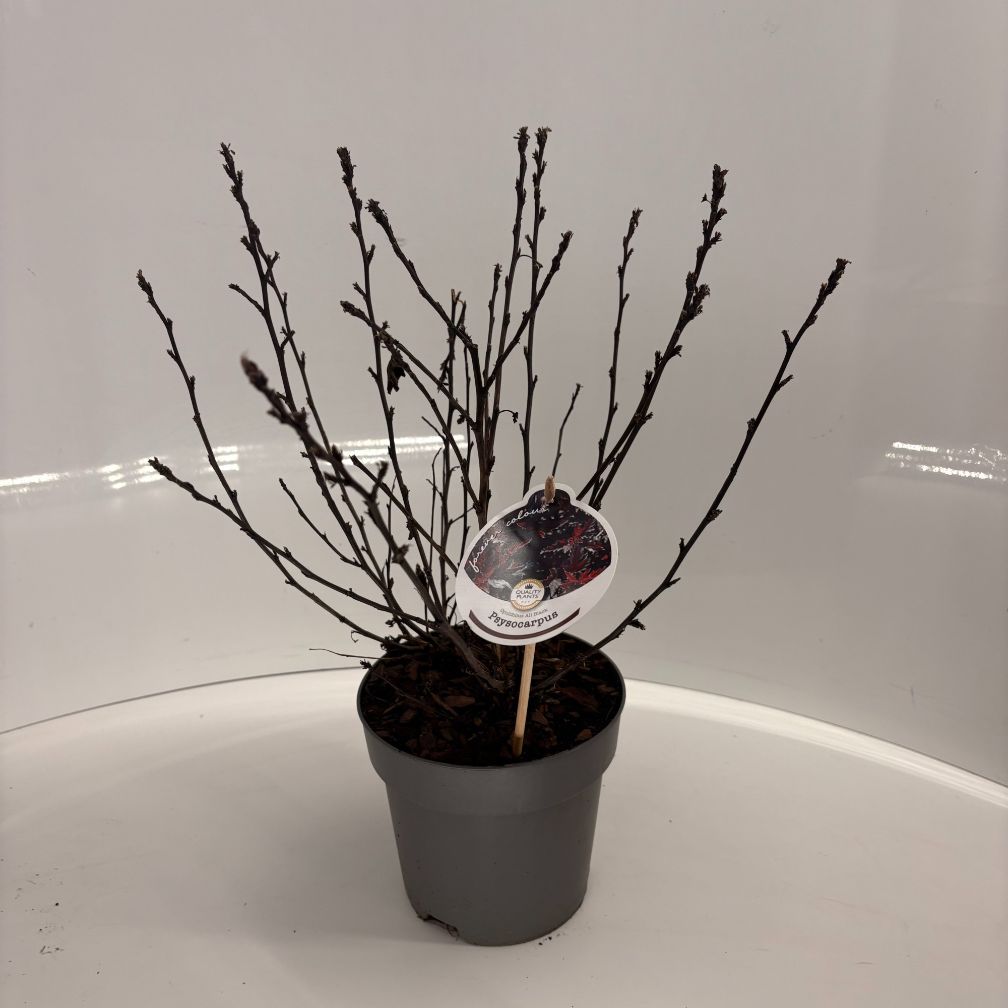 Physocarpus opulifolius 'All Black', D 17