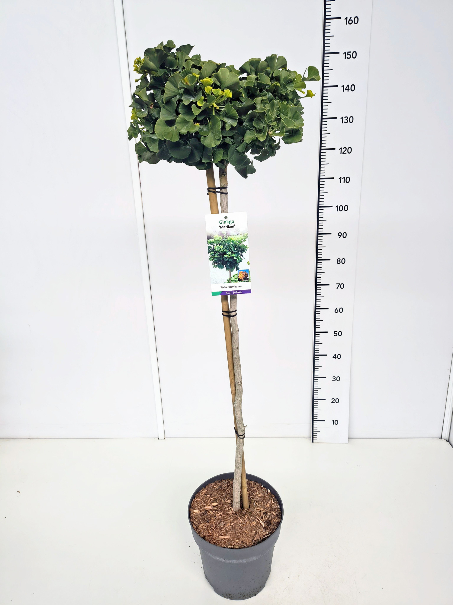 Ginkgo biloba 'Mariken' 100CMSTC10, D 28 cm