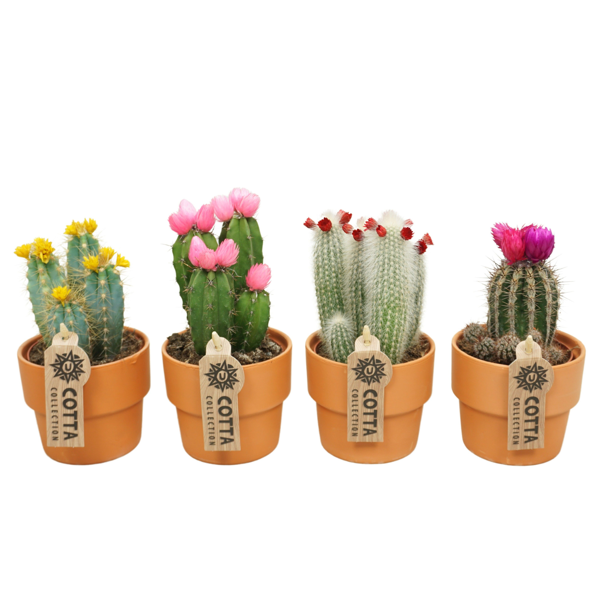 Cactus mix stro & plakbloem in 10 cm 'Terracotta Kraagpot', D 8,5 cm