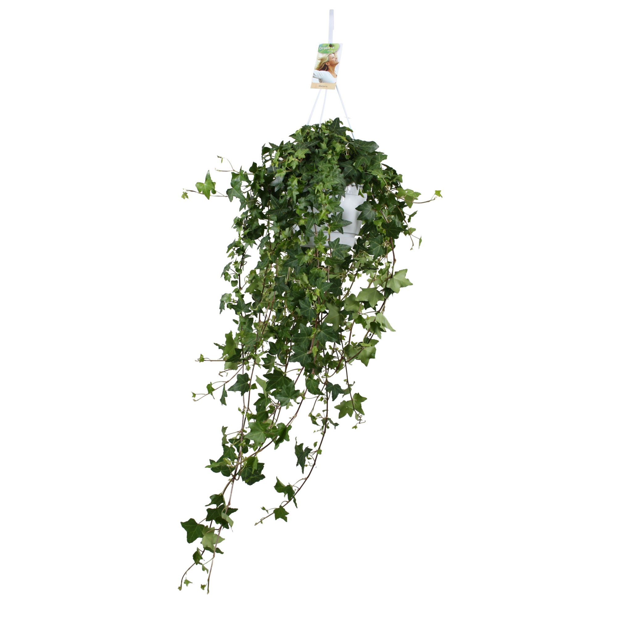 Hedera helix Pitsburg - hang/XXL, D 17 cm