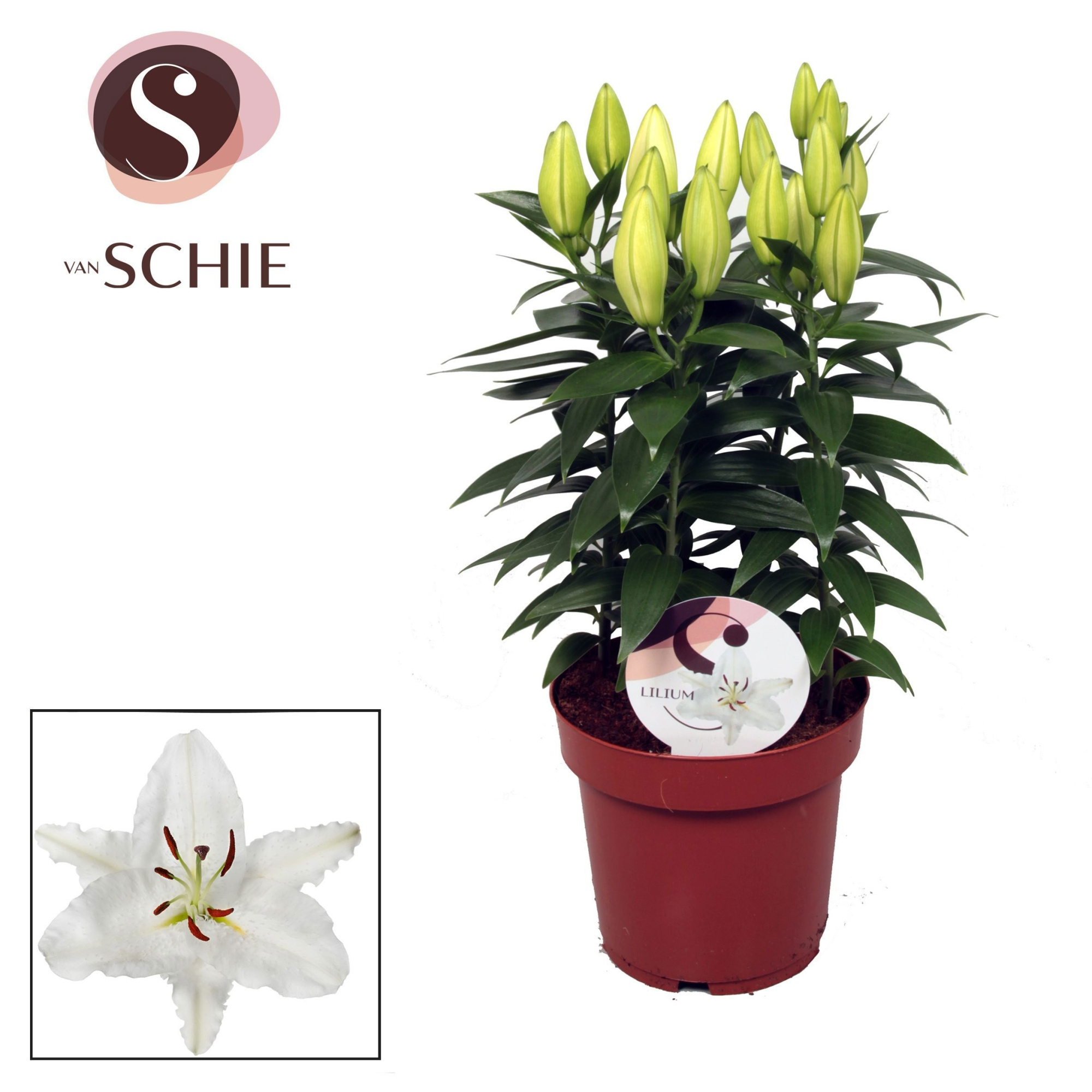 Oriental Oxygen 19cm, D 19