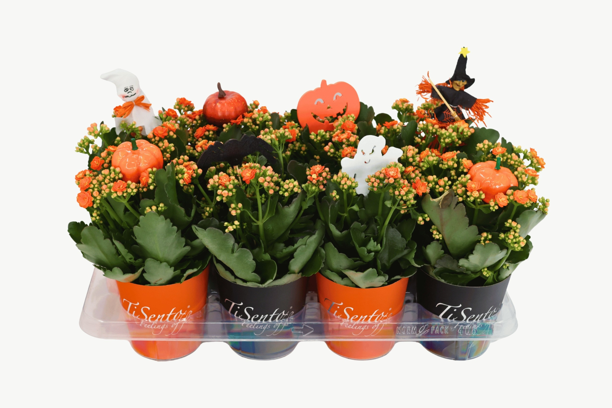 Calandiva 12 cm Oranje - mix Smartcup + Halloween Bijsteker, D 12 cm