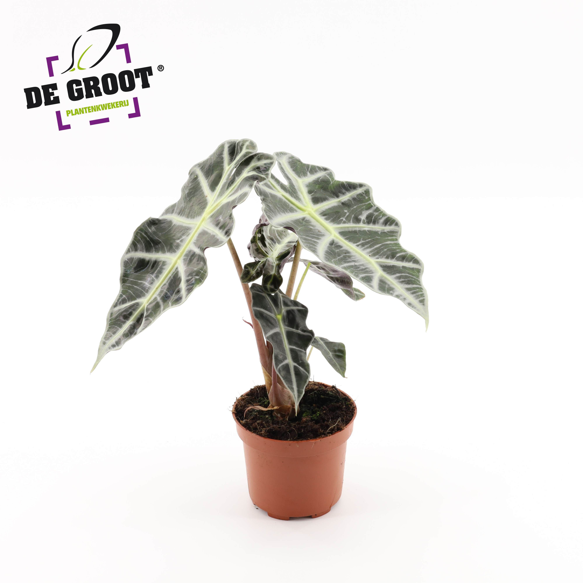 Alocasia 'Polly', D 12