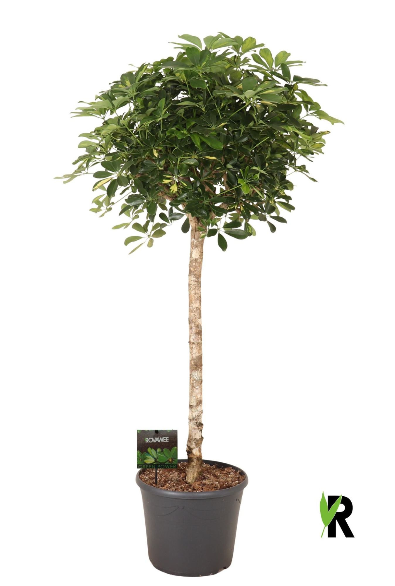 Schefflera arb. Gold Capella op stam, D 35 cm
