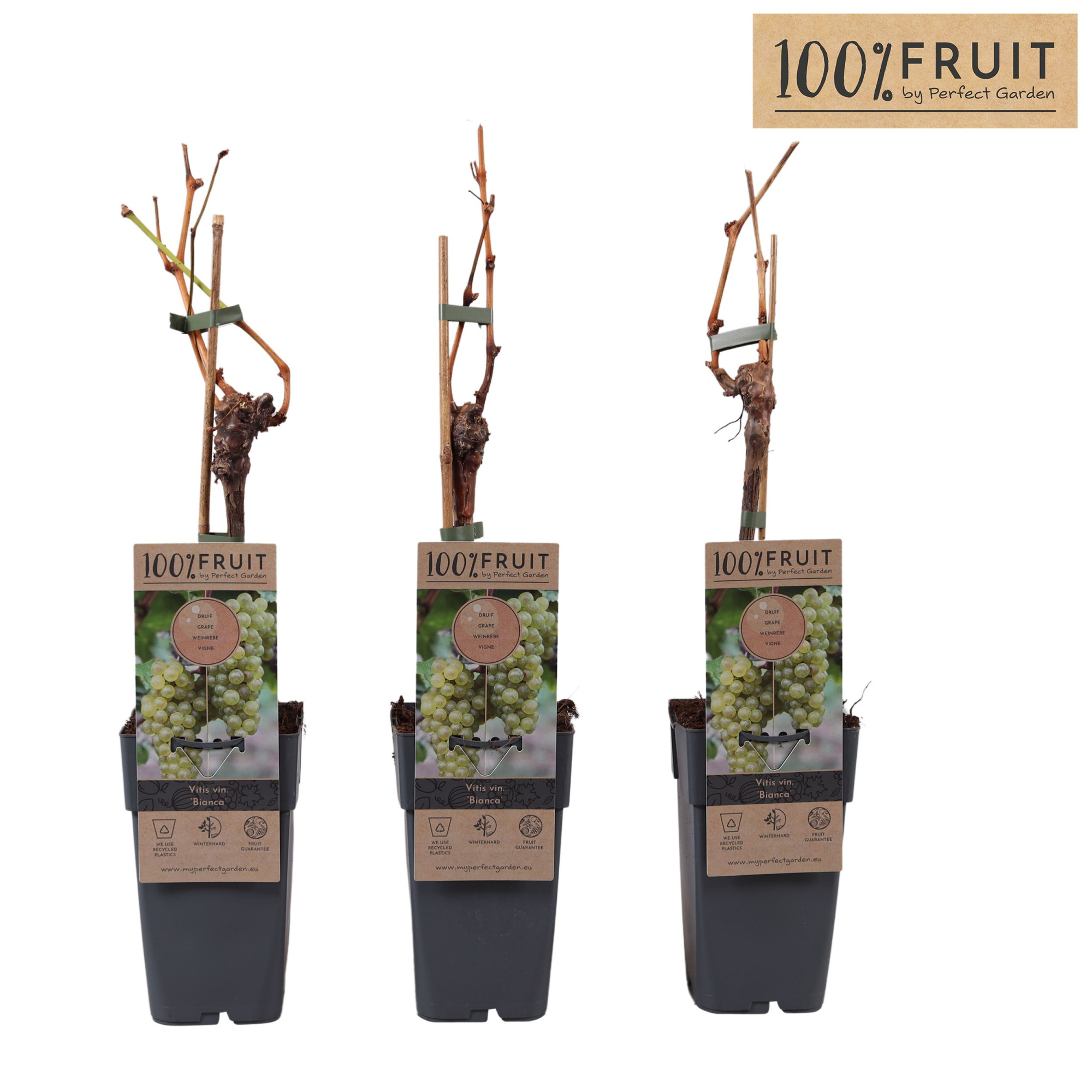 Vitis Bianca P15, D 15