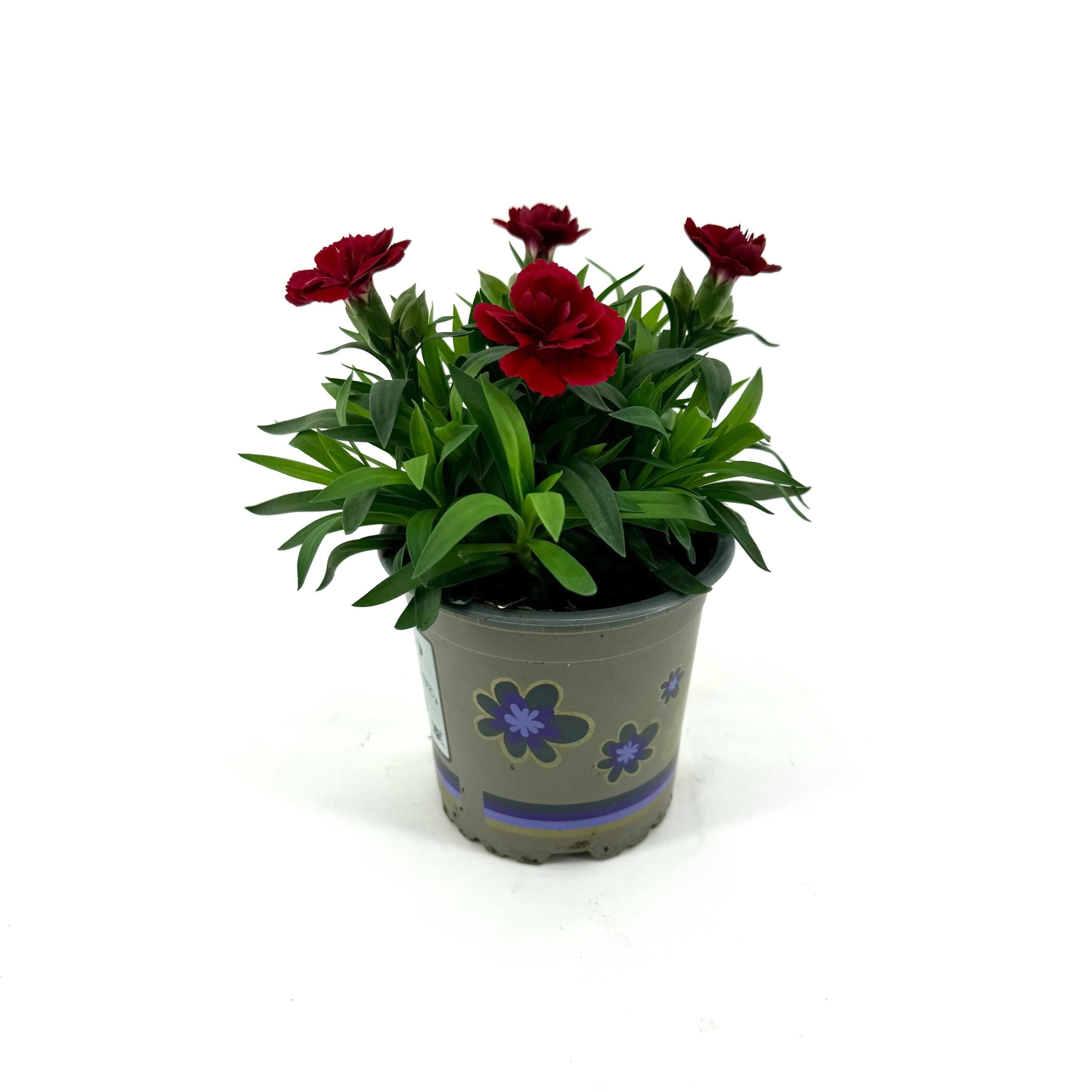Dianthus 'Oscar' Cherry, D 11