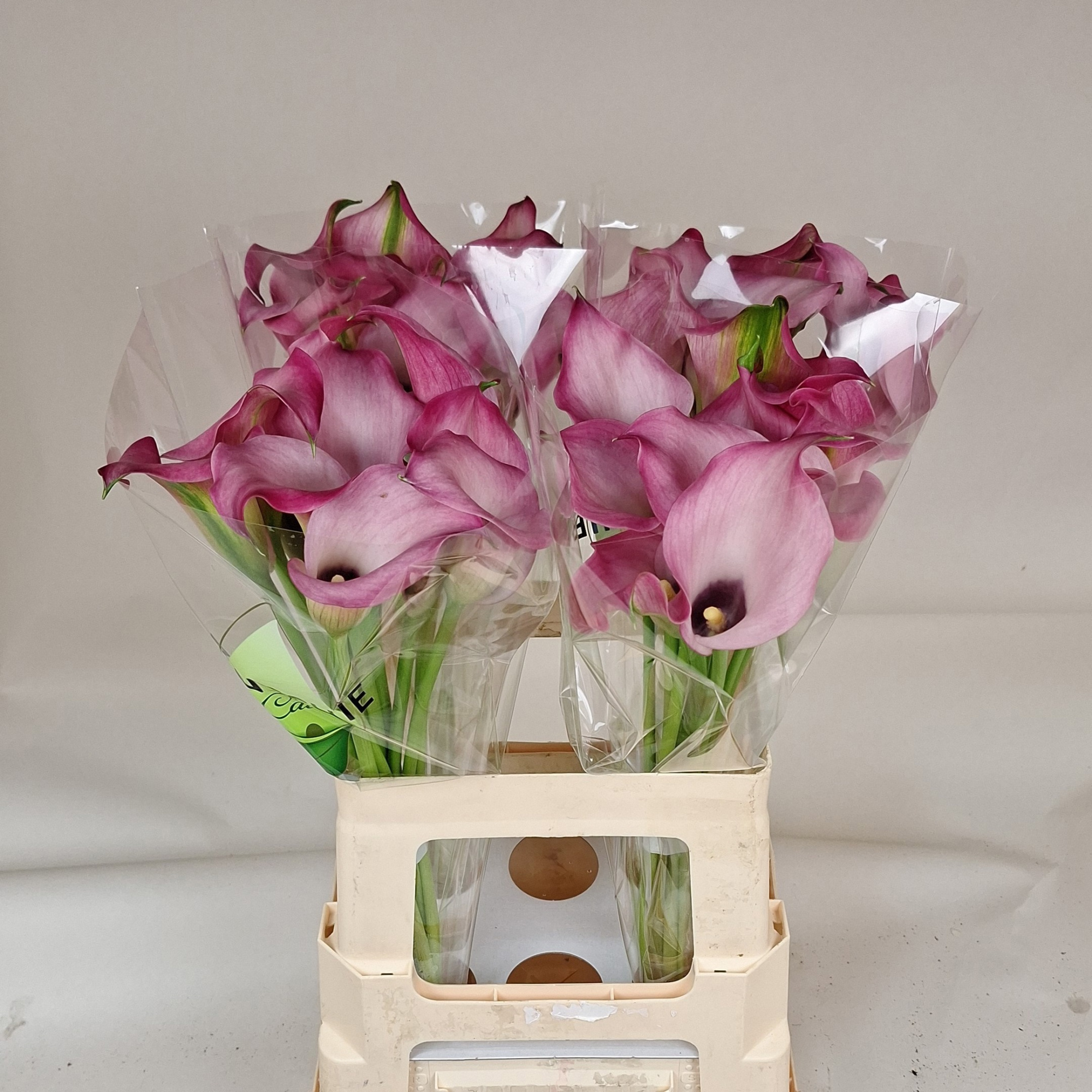 Калла Зазу 60, шт.