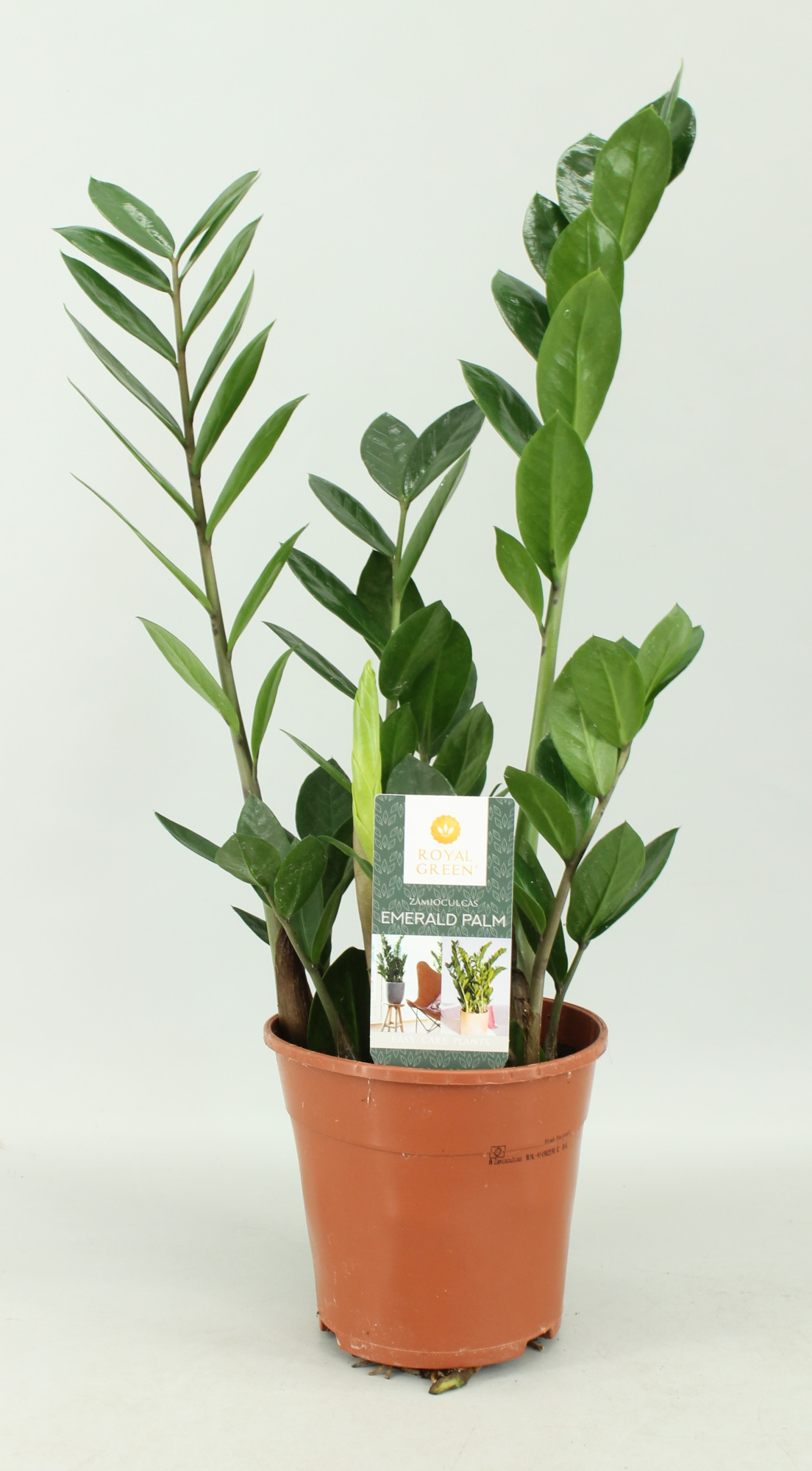 Zamioculcas 14cm, D 14 cm
