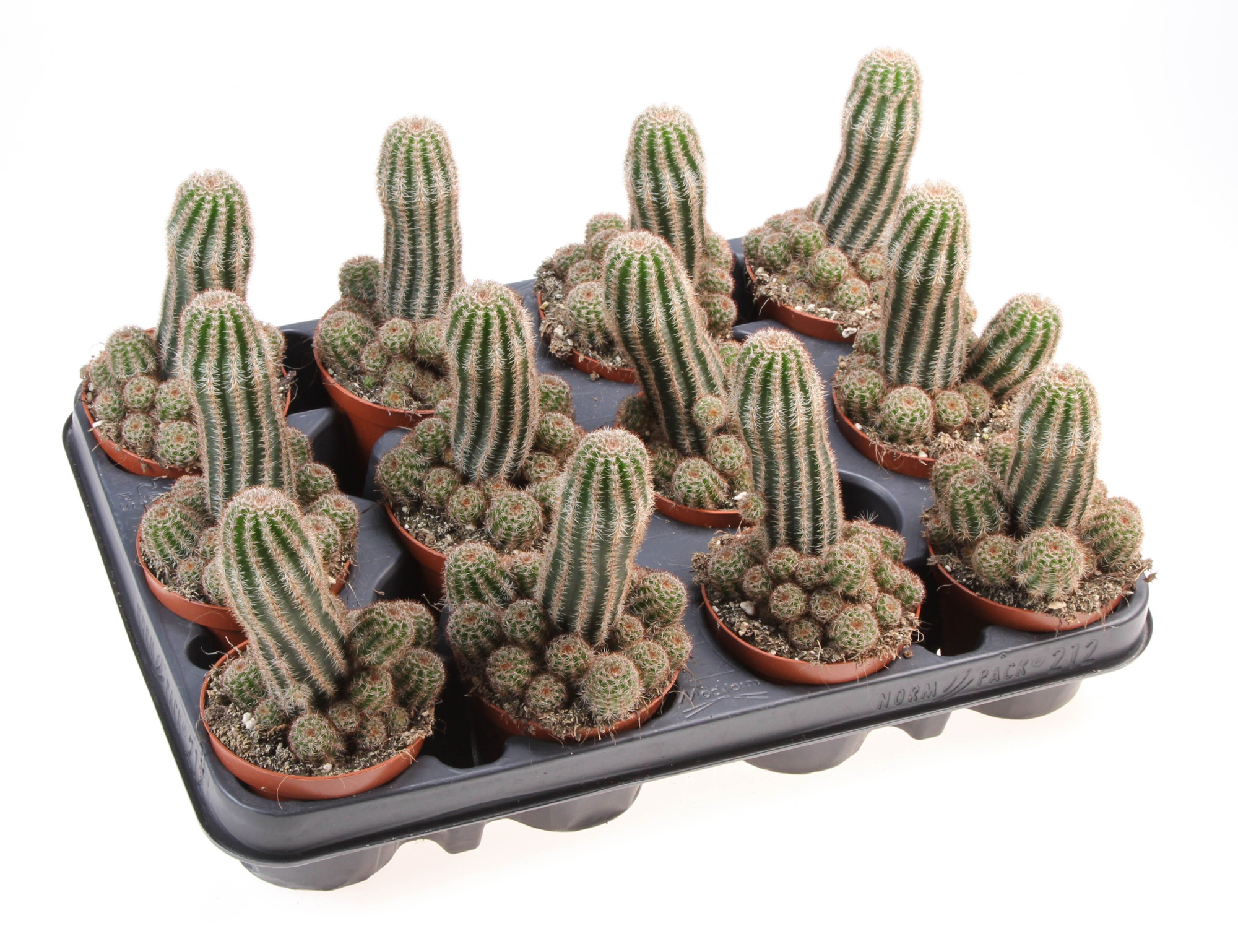 Chamaelobivia paolina, D 8,5 cm