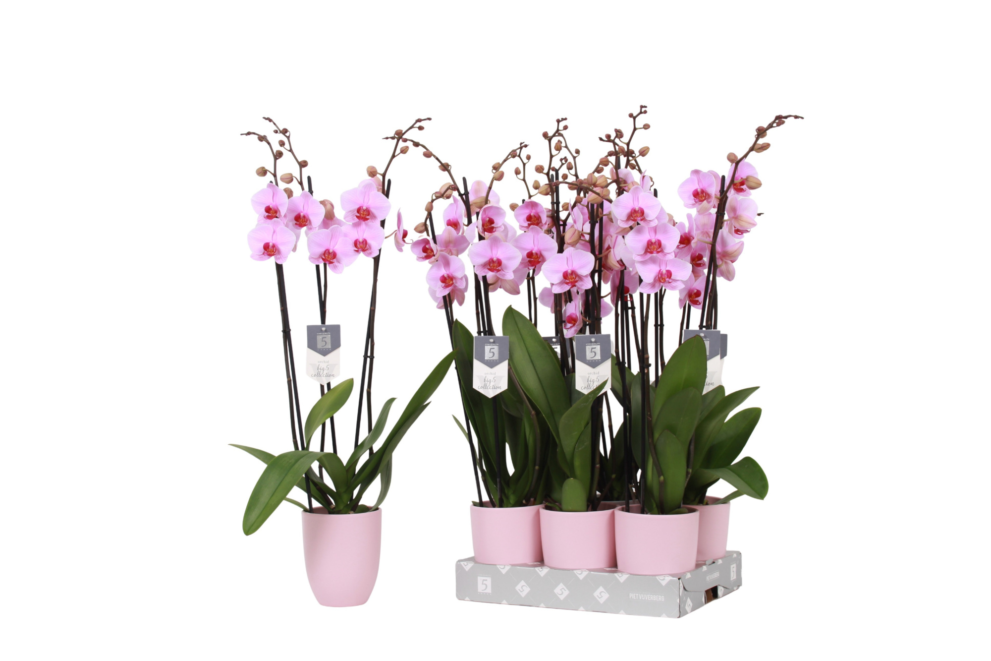 Phalaenopsis Washington, 3-spike 22+ Pink Ceramics, D 12