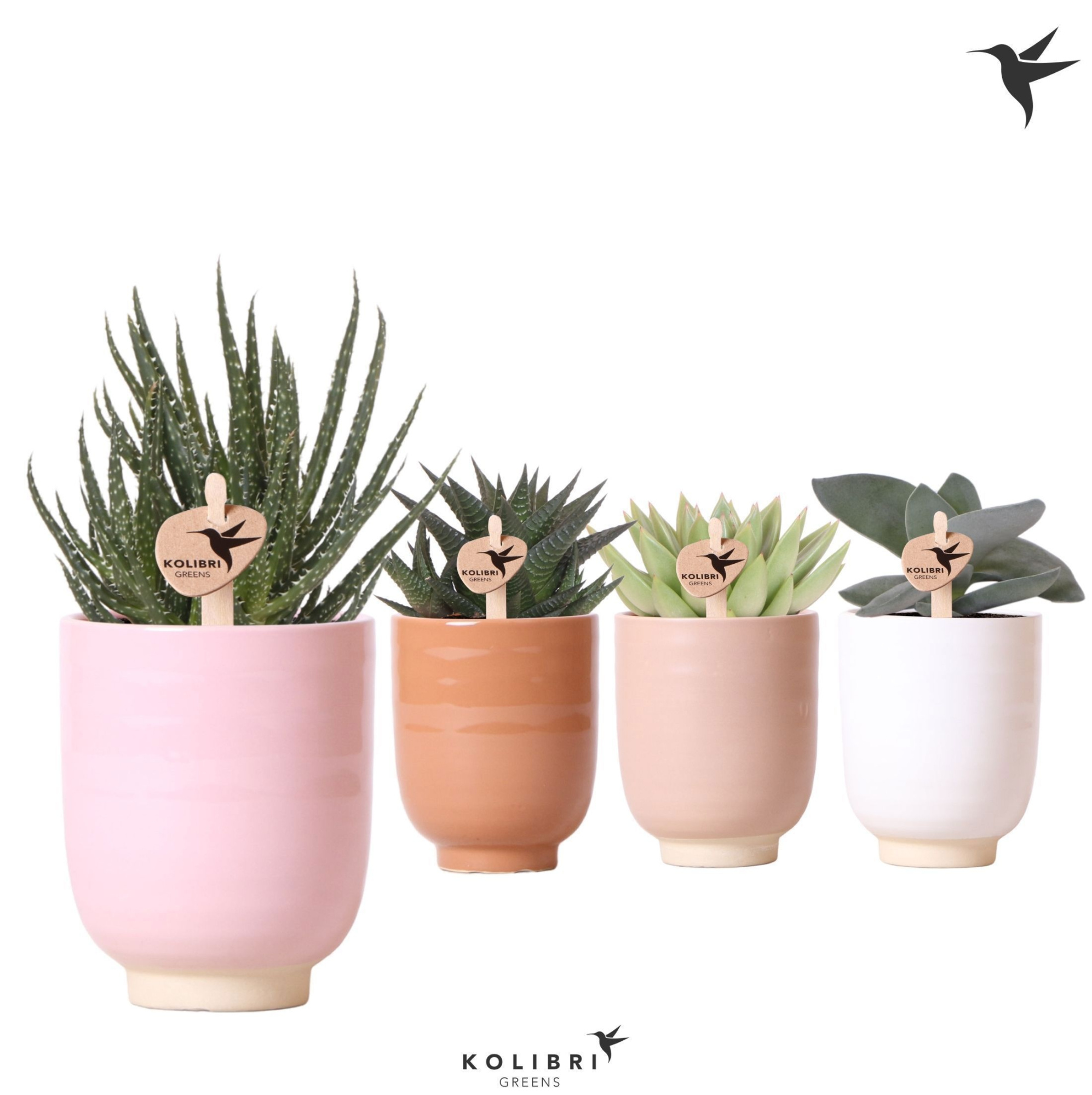 Kolibri Greens Succulenten mix in Glazed pot mix, D 9 cm