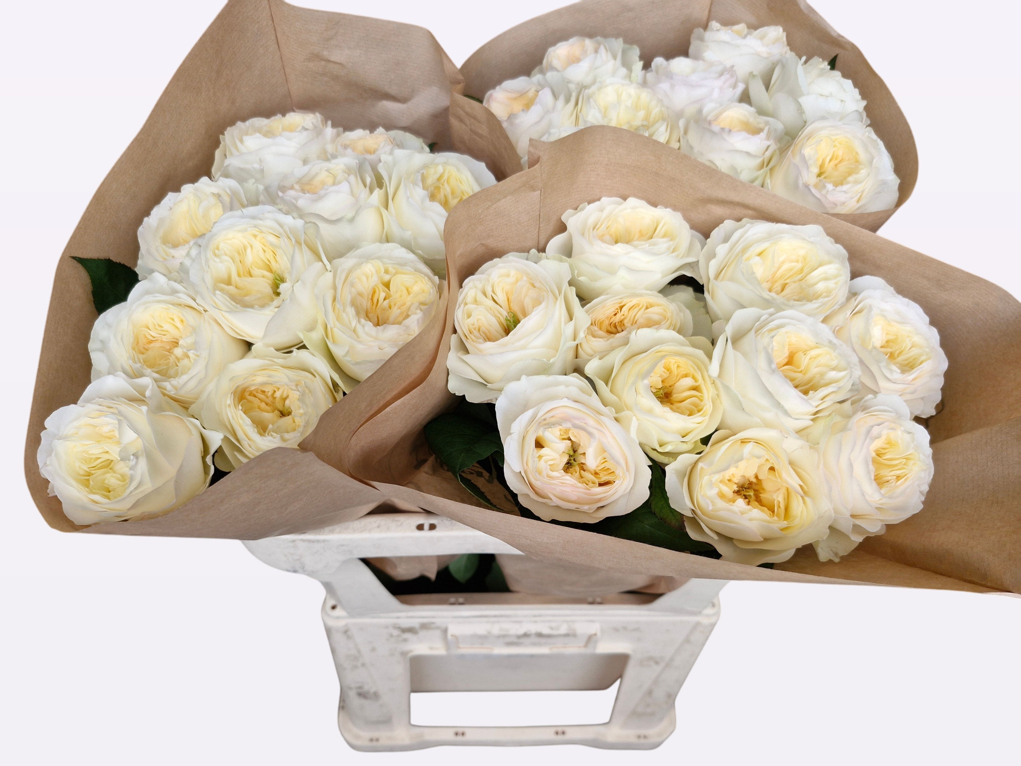 Роза од. Стэнли Парк! 70, шт.